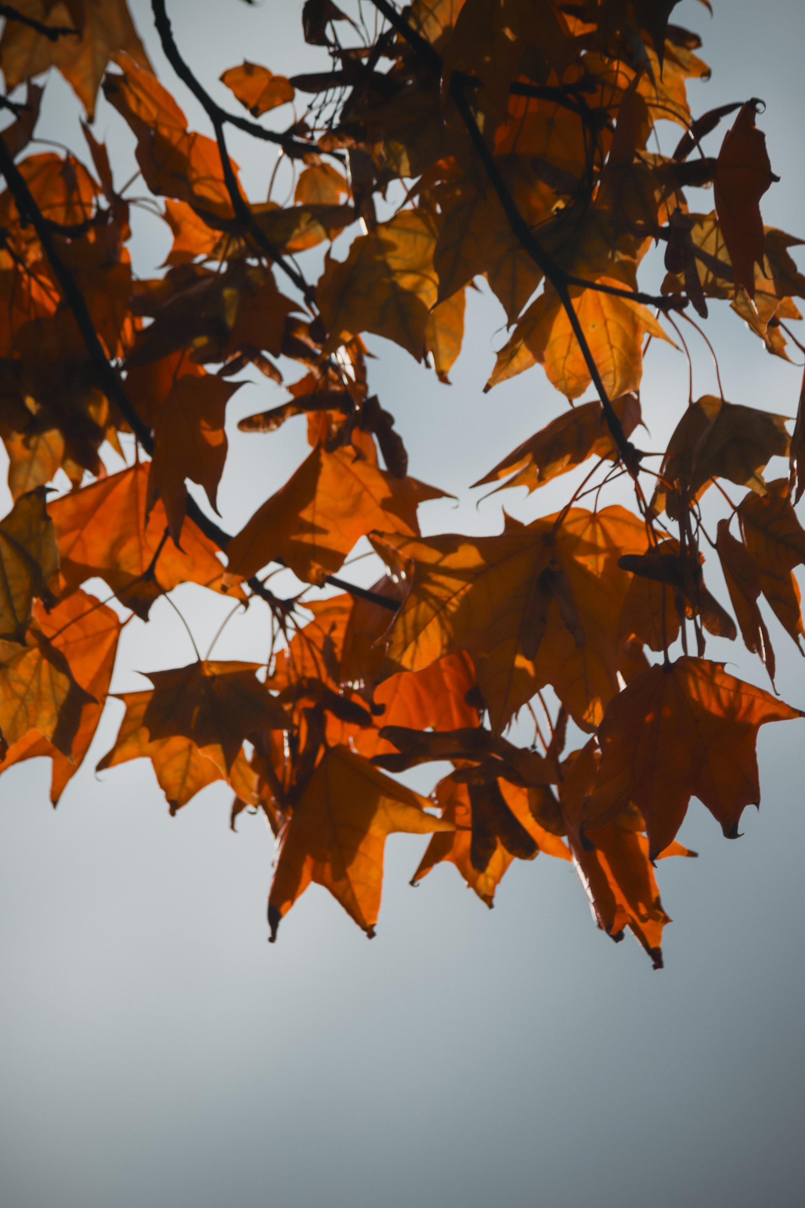 Ж Е Л Т Ы Й. — Digital Noise —