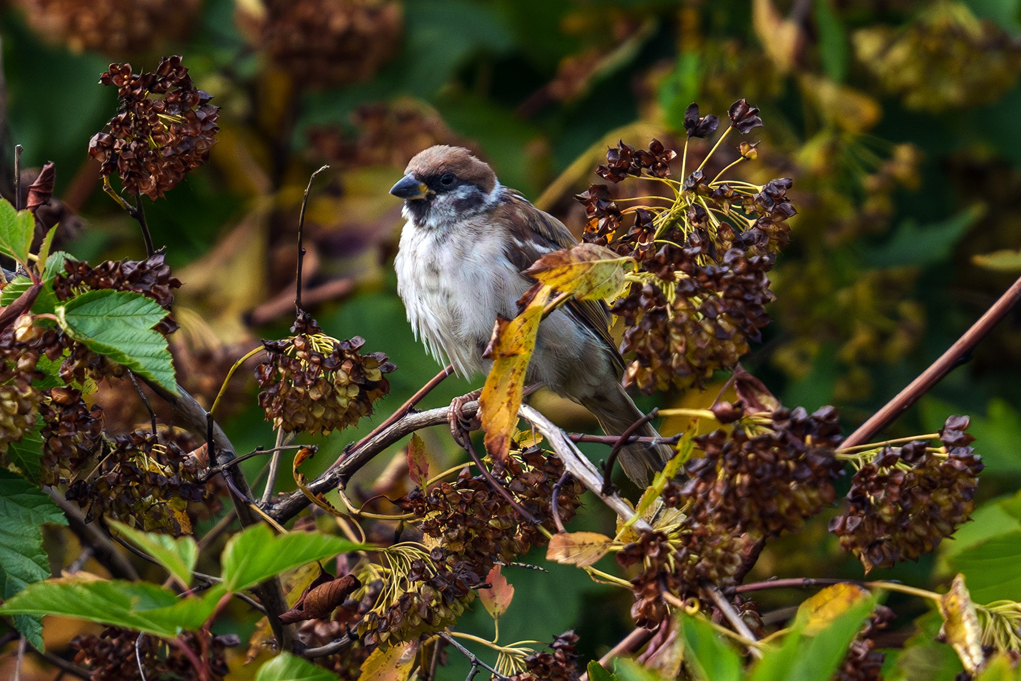 Удивительные мир птиц. Вокруг нас столько прекрасного — присмотритесь!. Ваш личный фотограф Марина Волкова
