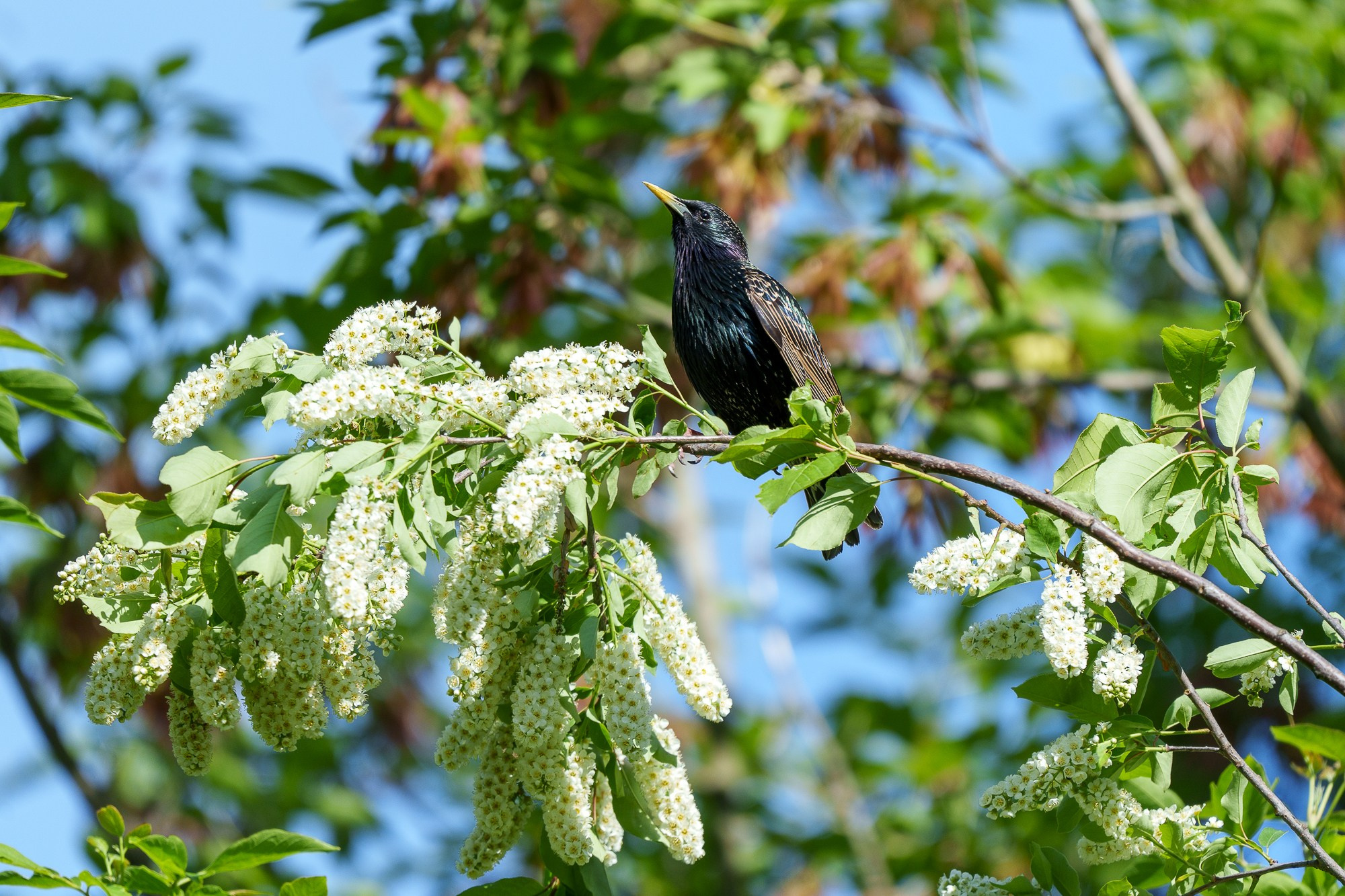 Удивительные мир птиц. Вокруг нас столько прекрасного — присмотритесь!. Ваш личный фотограф Марина Волкова