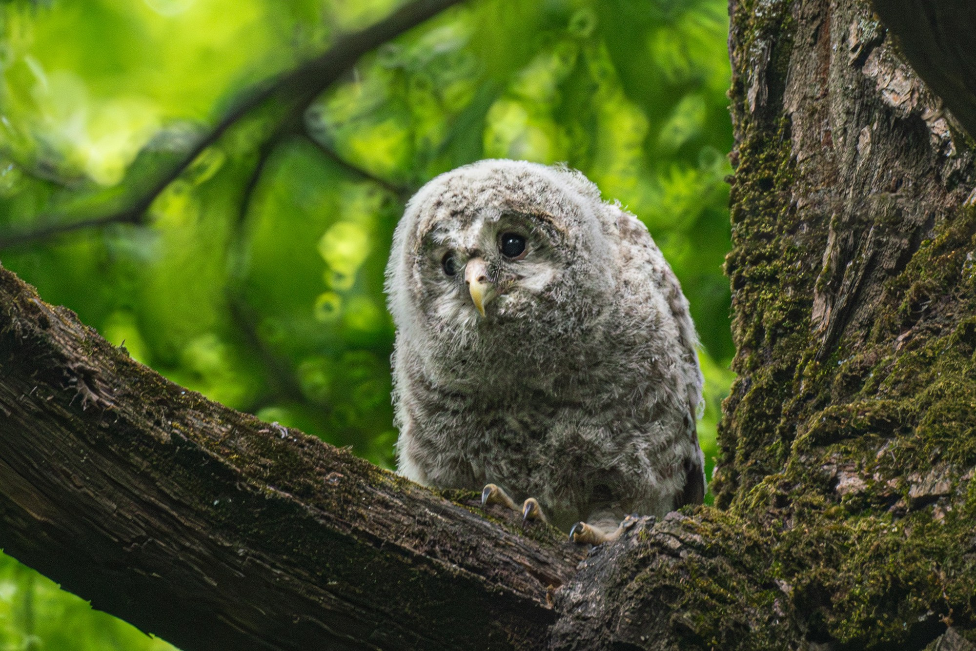 Удивительные мир птиц. Вокруг нас столько прекрасного — присмотритесь!. Ваш личный фотограф Марина Волкова