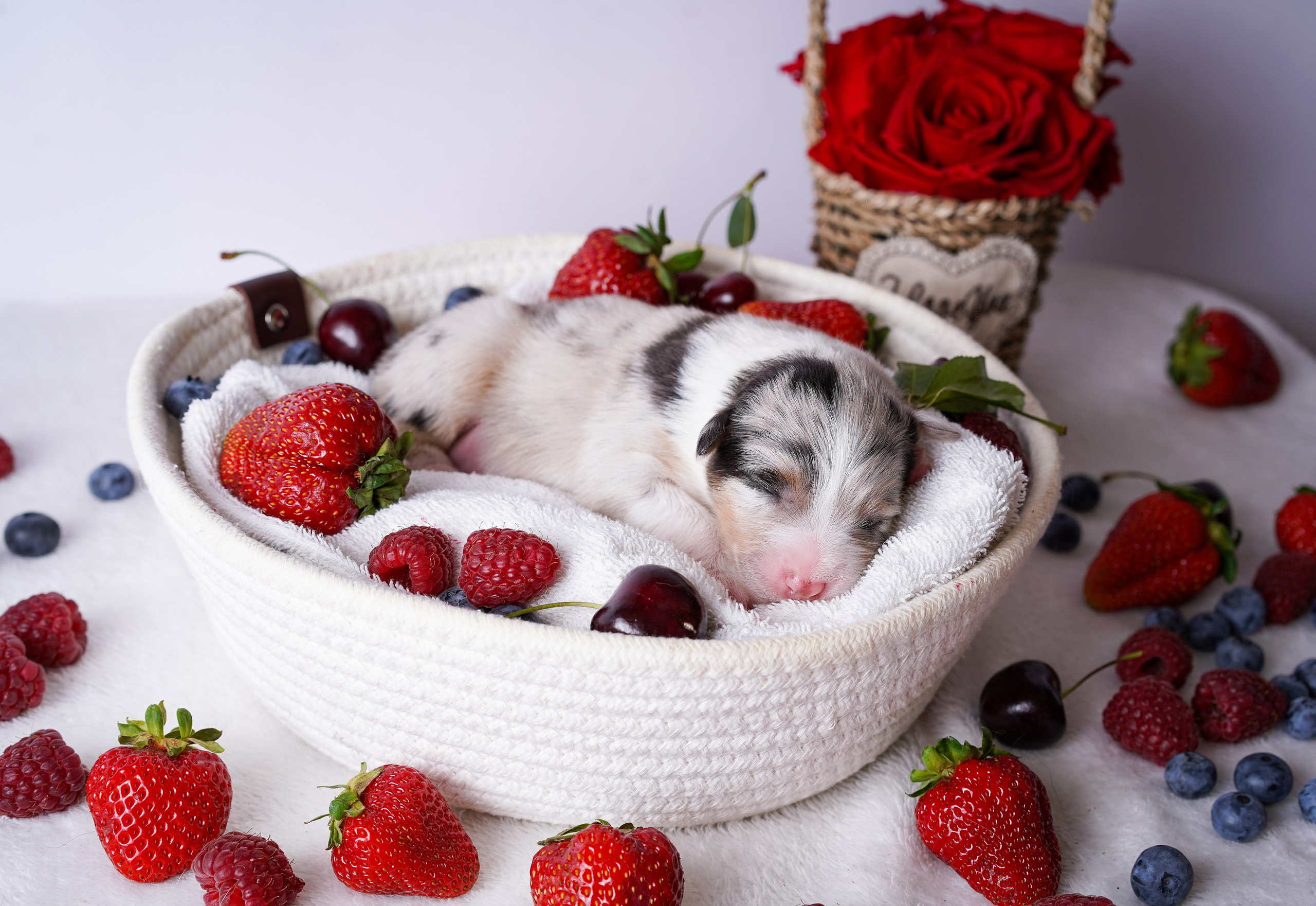 Щенки аусси. Фотограф-анималист в Санкт-Петербурге Яна Мартынова