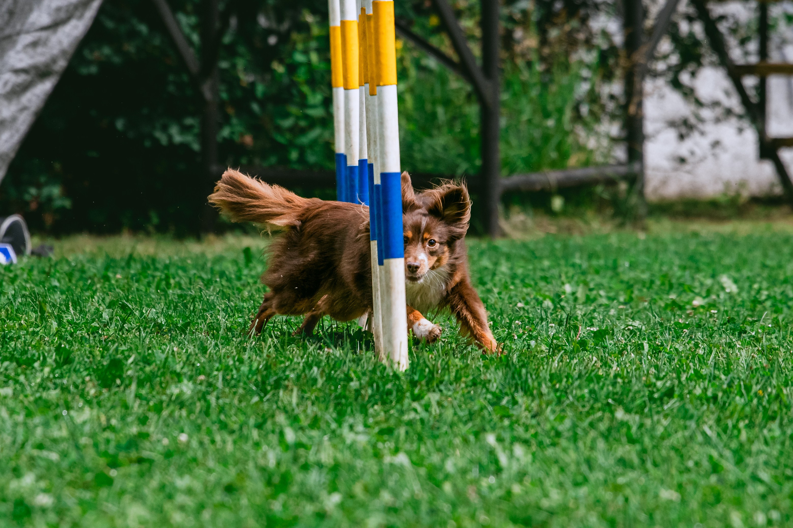 Соревнования по аджилити Долгопрудный 30.06.2025. Фотограф-анималист Татьяна Степанова
