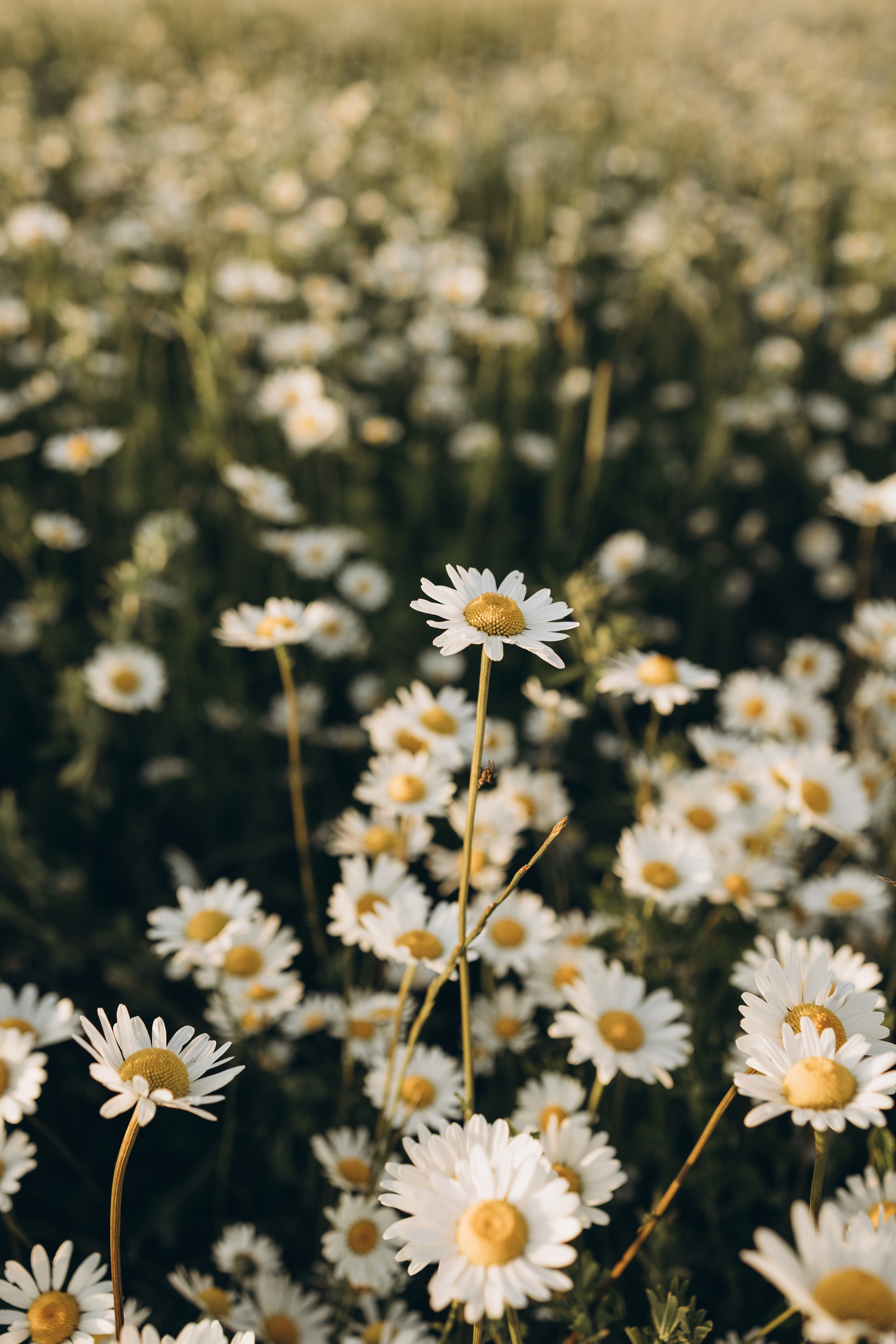 Маша и ромашки. Семейный фотограф в Москве Виктория Ястребинская