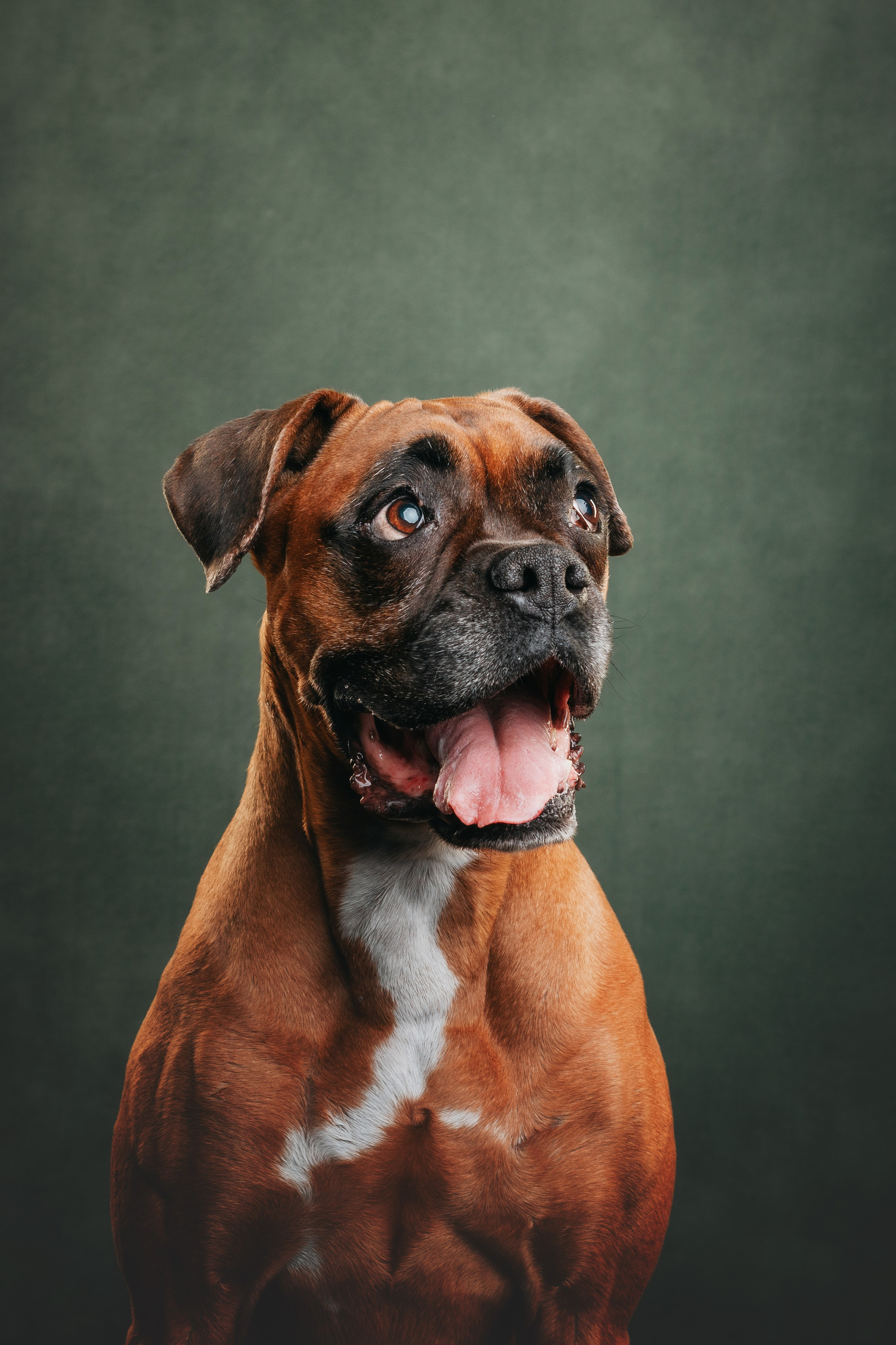 Боксер Челси. Фотограф анималист Осипчикова Мария