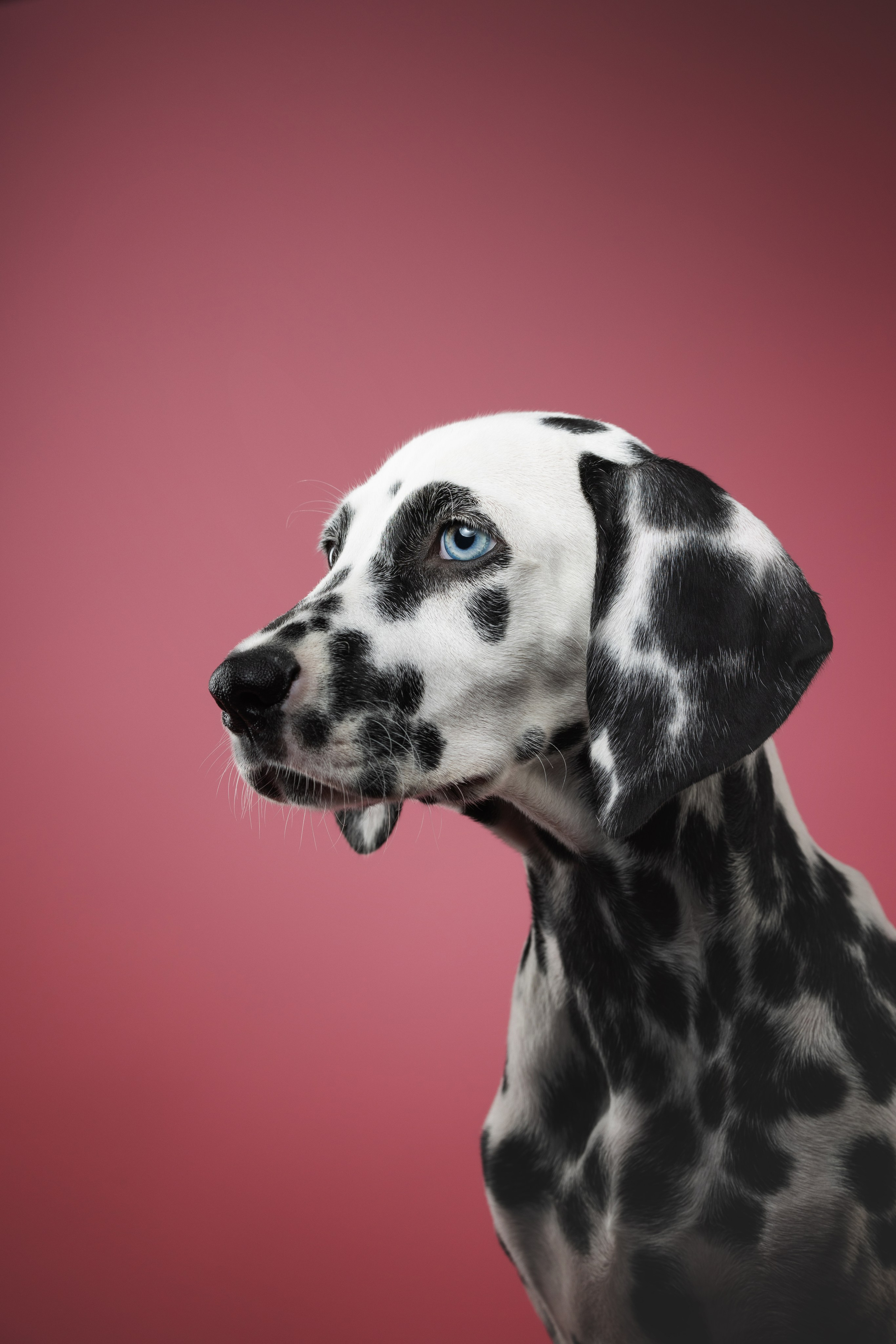 Далматин Одри. Фотограф анималист Осипчикова Мария