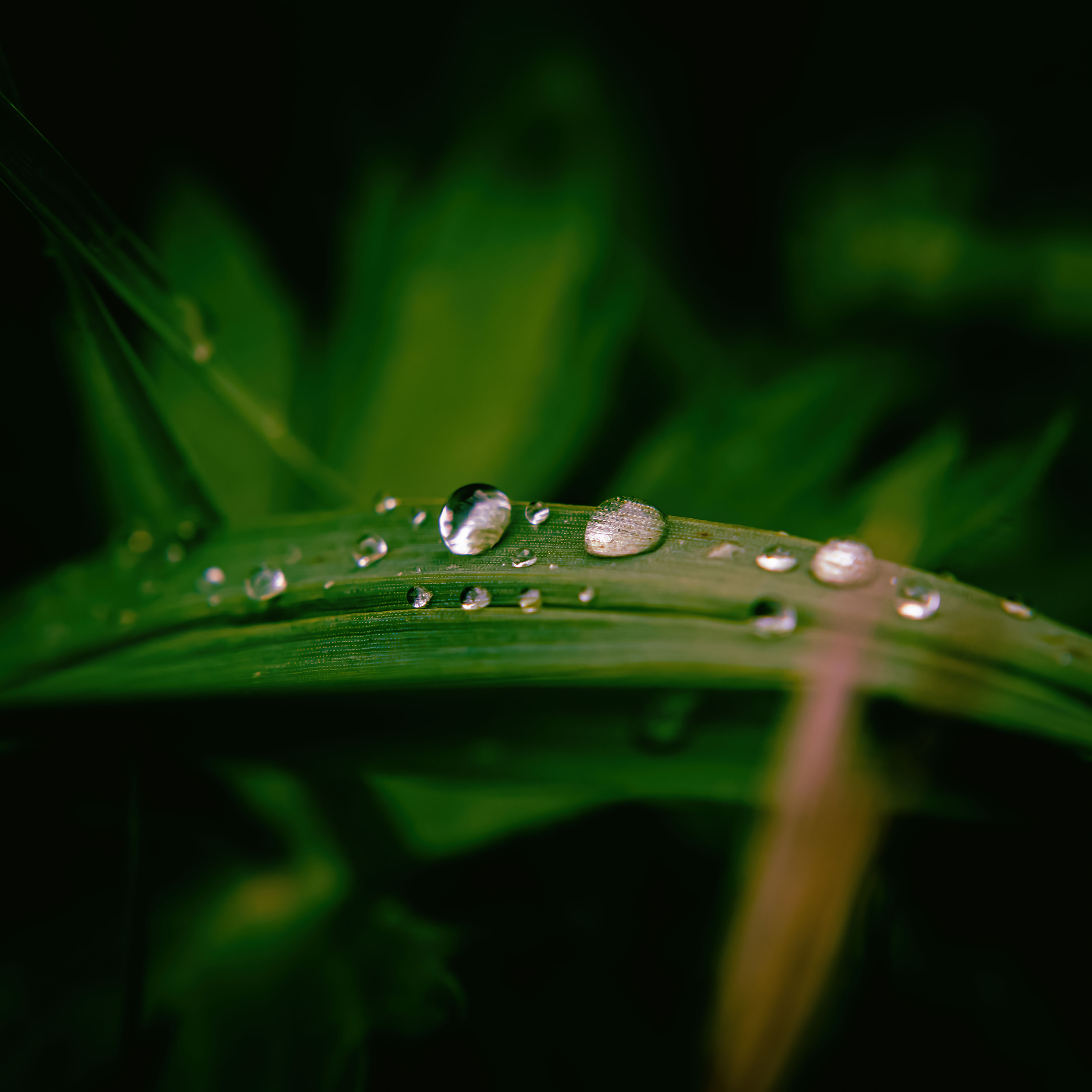 Лето. Фотограф Ворошилов Дмитрий. Эссо. Камчатка
