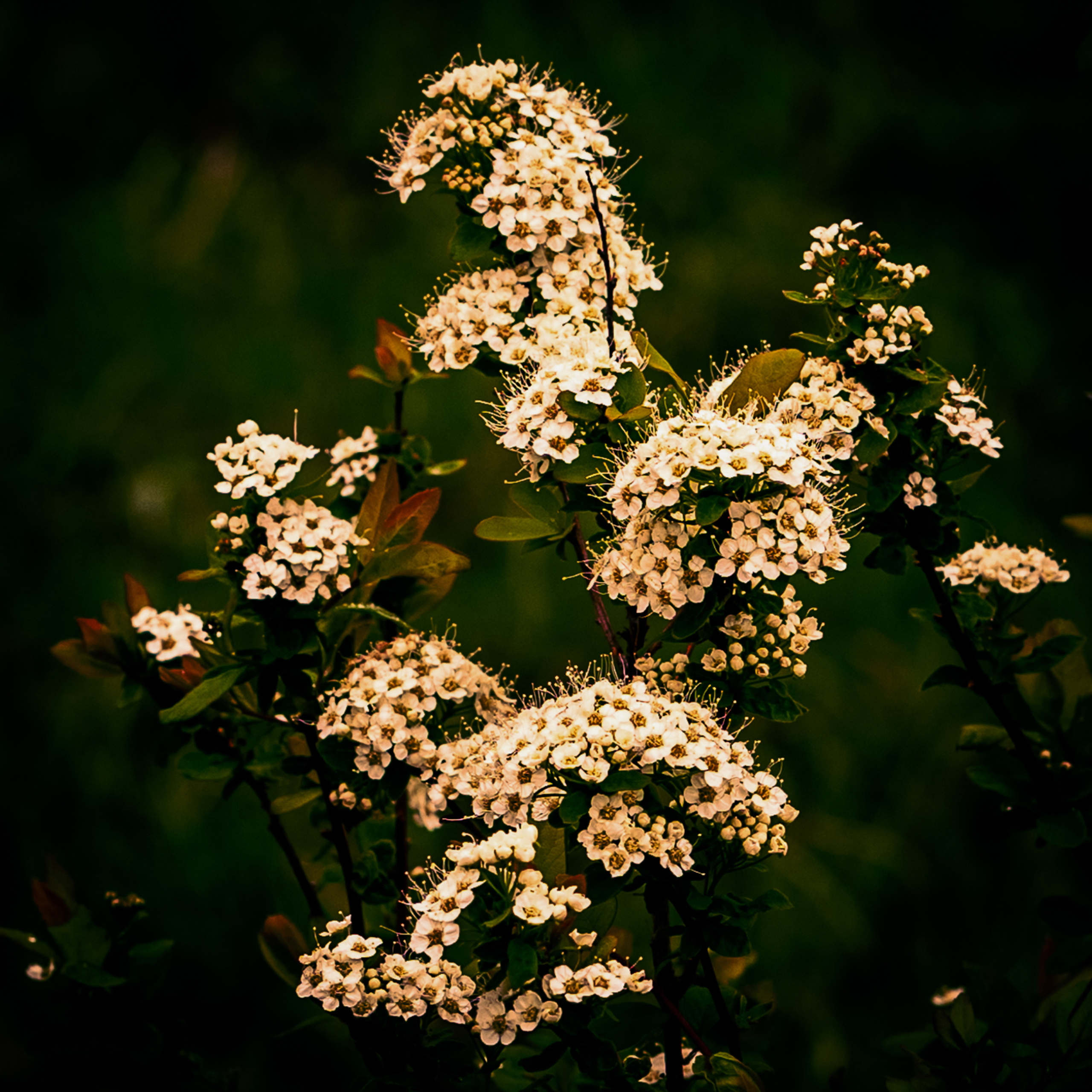 Лето. Фотограф Ворошилов Дмитрий. Эссо. Камчатка