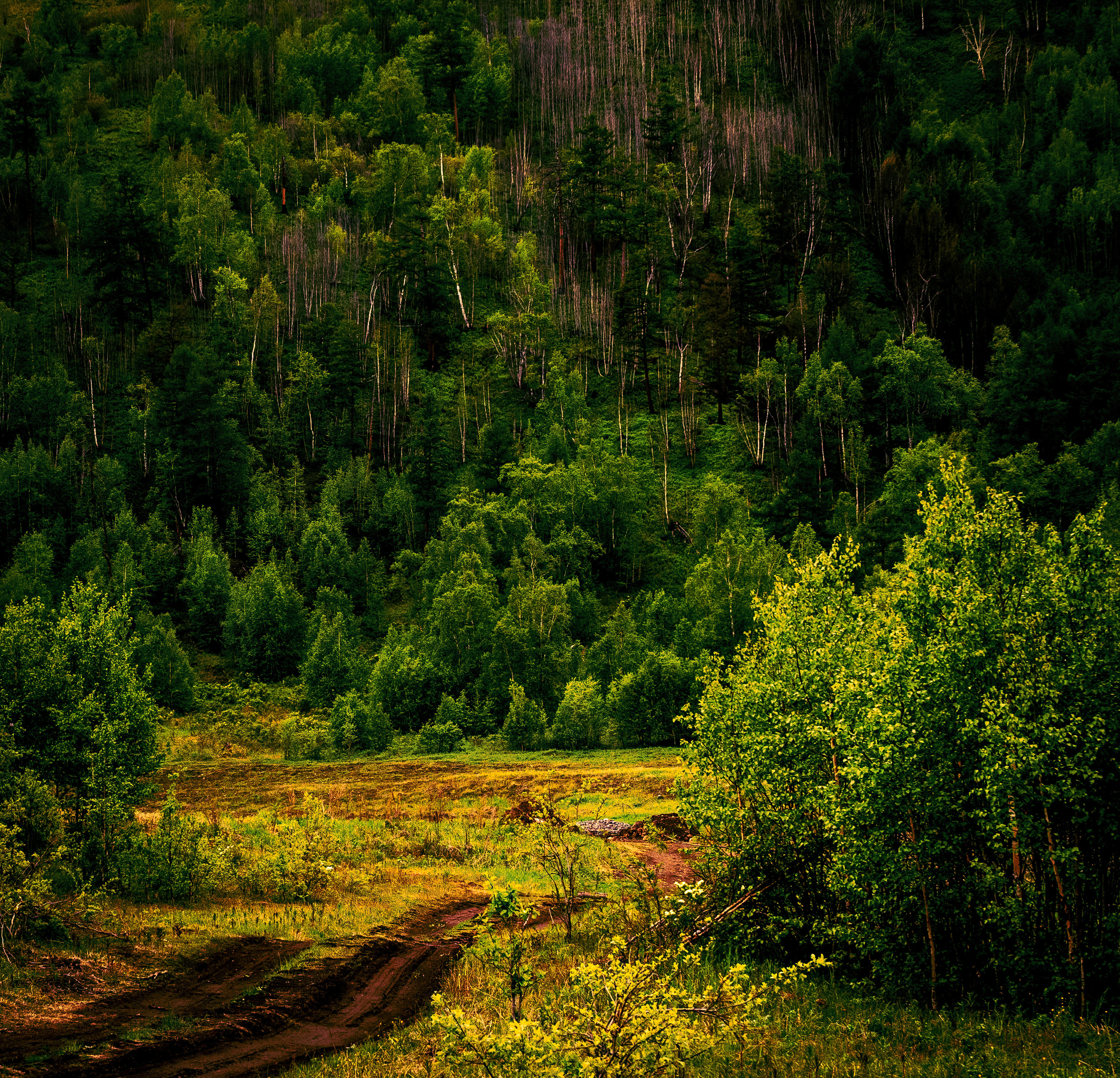 Лето. Фотограф Ворошилов Дмитрий. Эссо. Камчатка