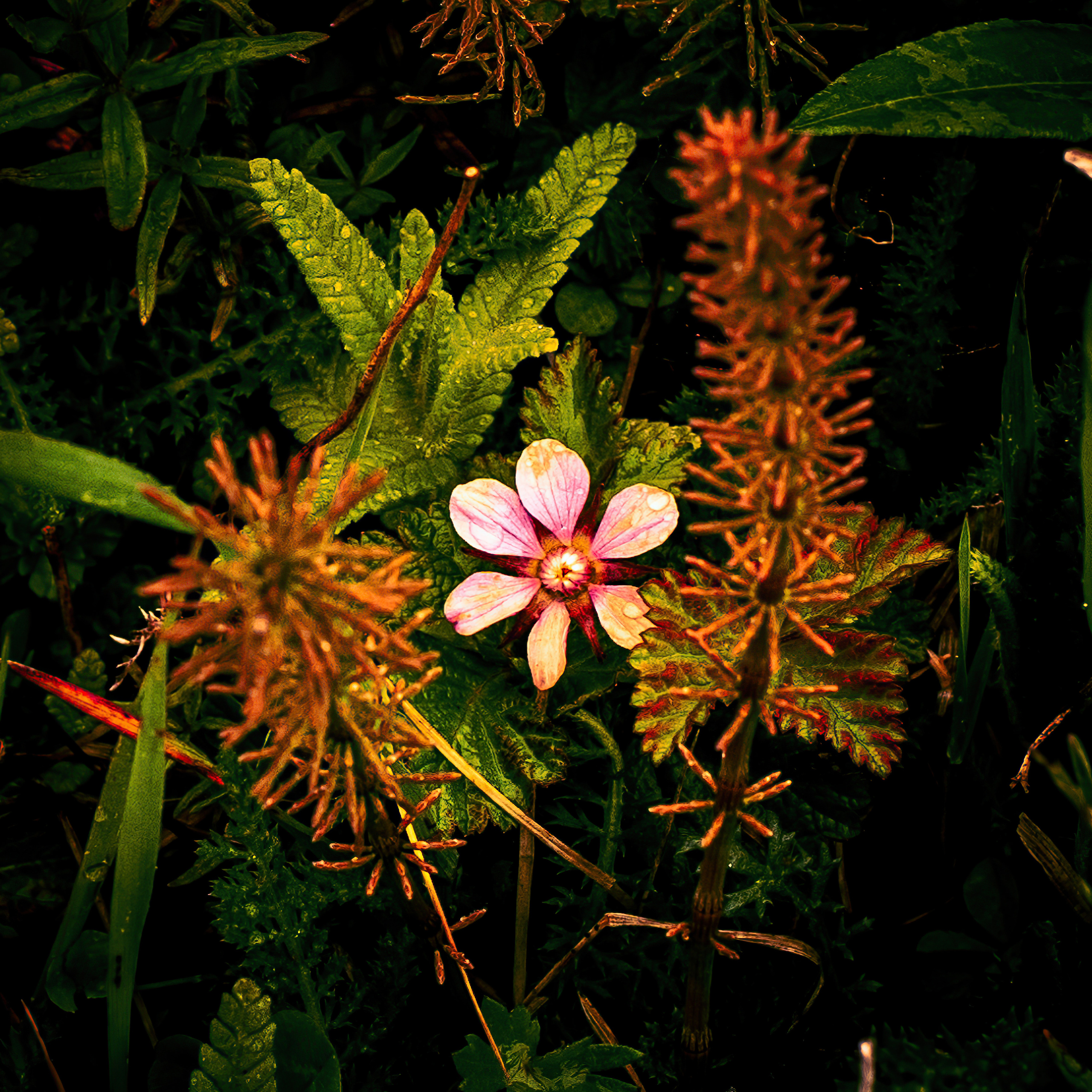 Лето. Фотограф Ворошилов Дмитрий. Эссо. Камчатка
