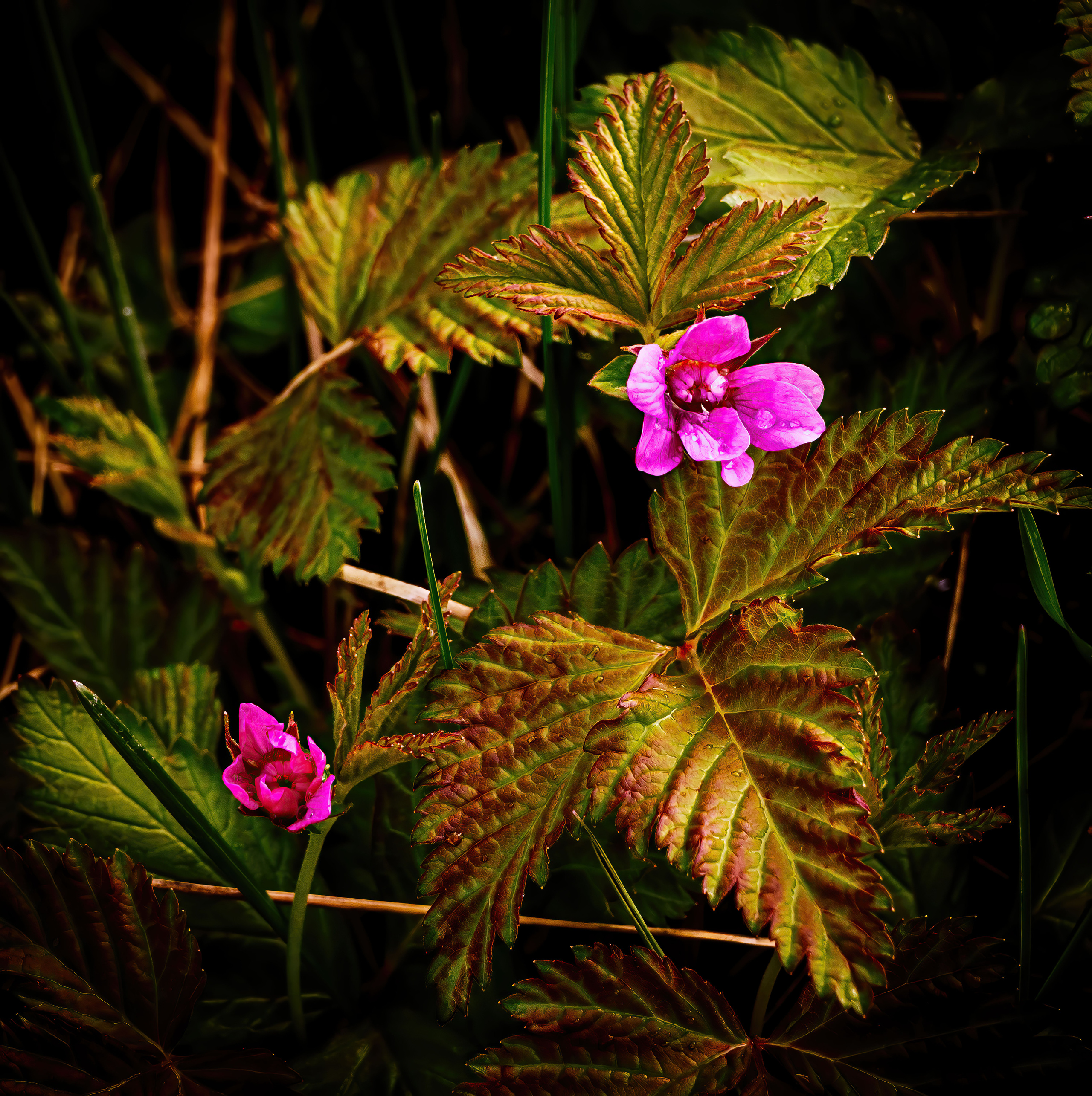 Лето. Фотограф Ворошилов Дмитрий. Эссо. Камчатка