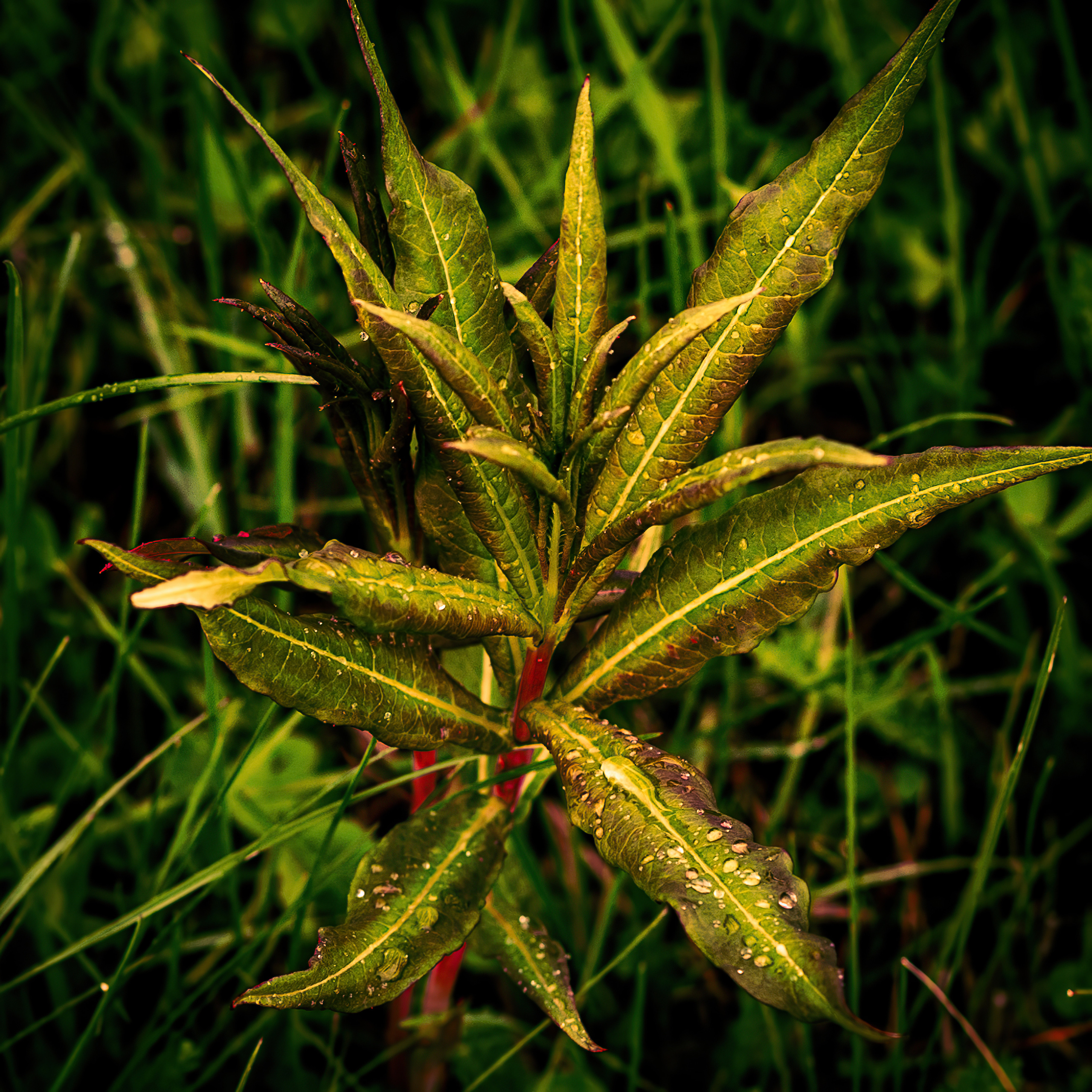 Лето. Фотограф Ворошилов Дмитрий. Эссо. Камчатка