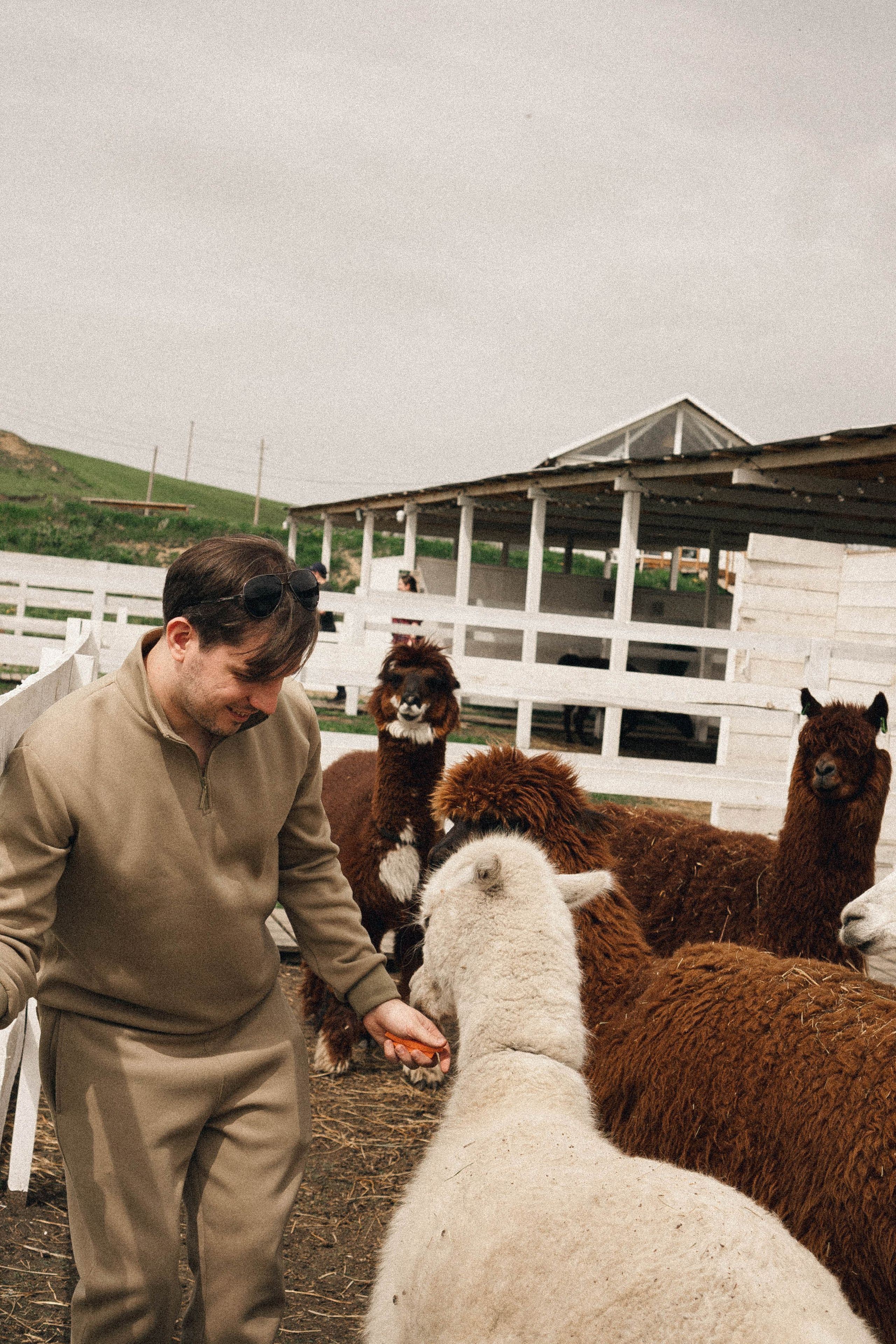 Ферма Альпак. Профессиональный фотограф, Санкт-Петербург — Виктория Богомолова
