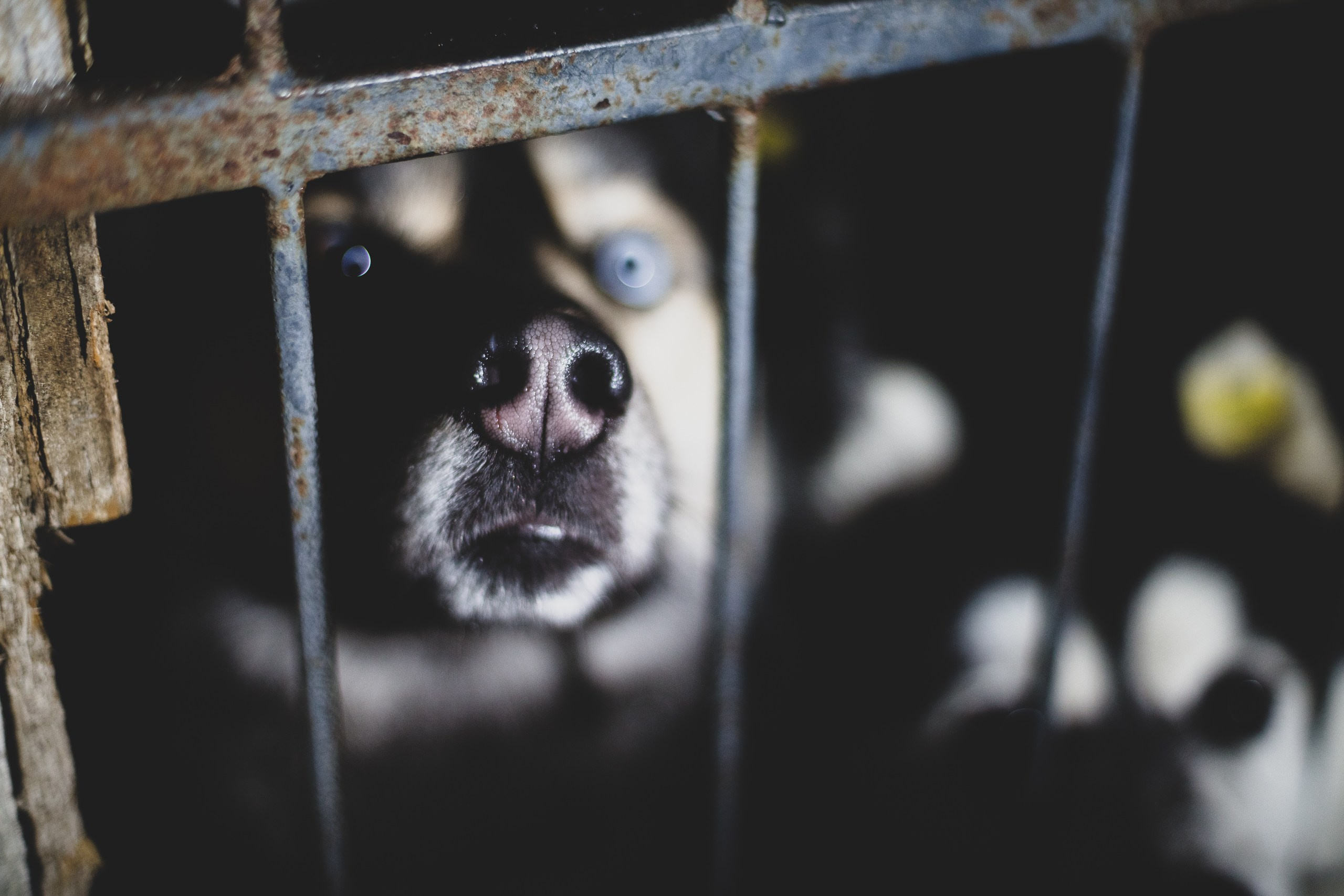 Фонд помощи: Husky_help_21. Фотография