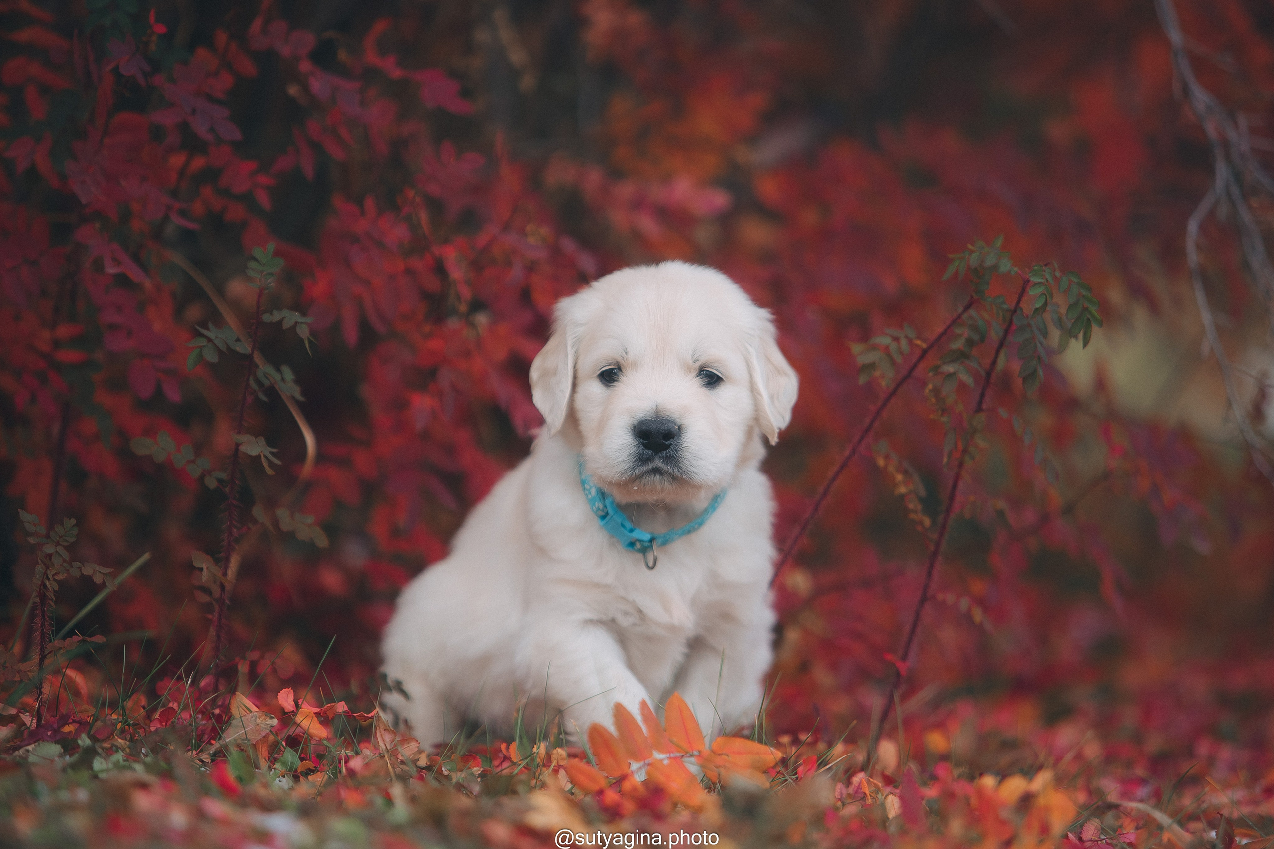 Голубой ошейник. Свадебный и женский фотограф
