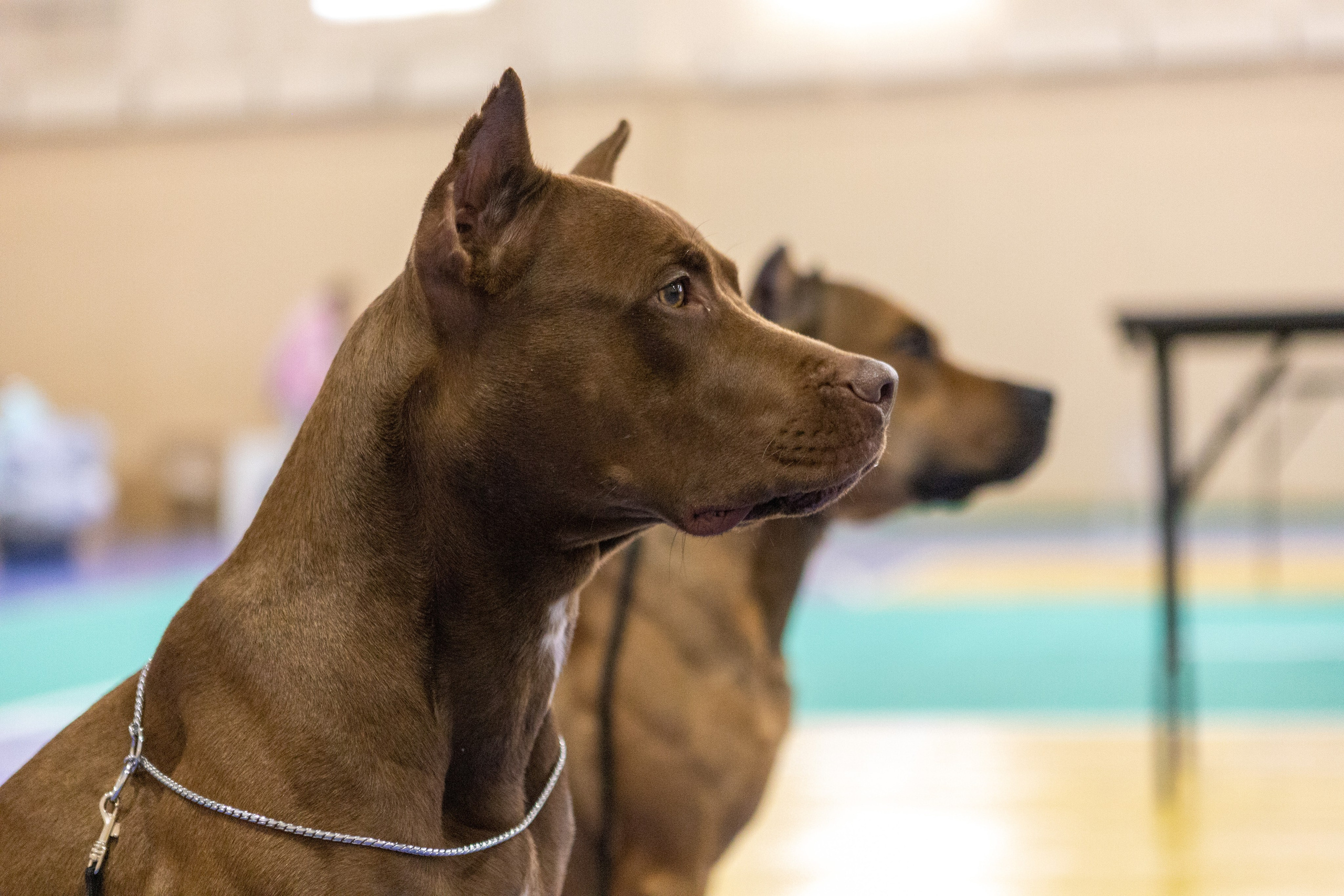 Собаки. Фотограф Яна Матвеева в Ижевске