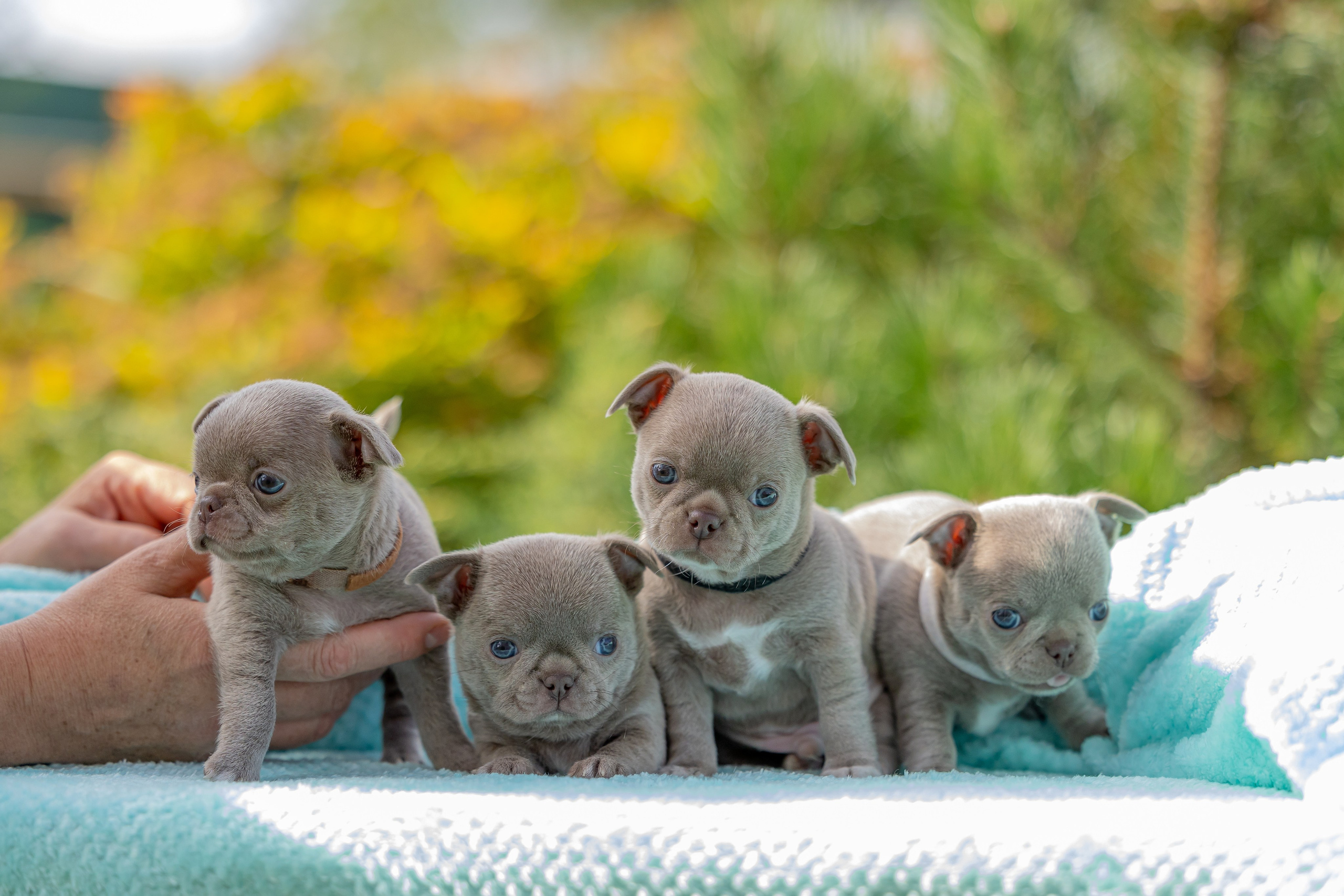 Щенки. Фотограф Яна Матвеева в Ижевске