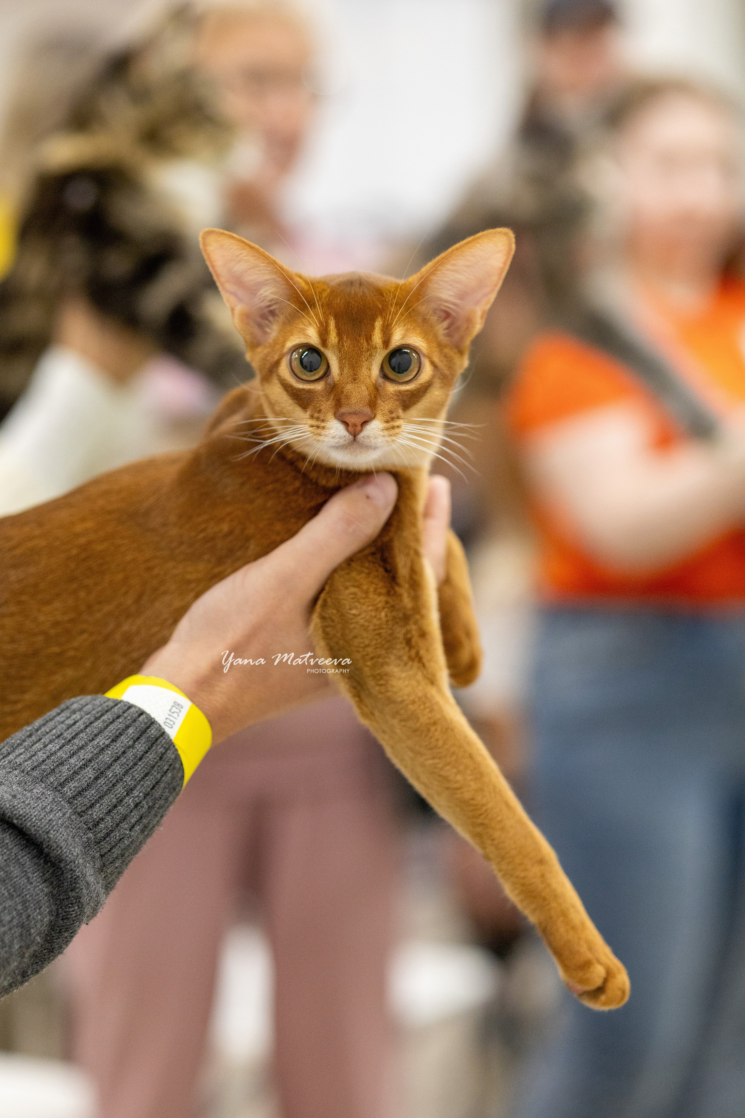 Кошки. Фотограф Яна Матвеева в Ижевске