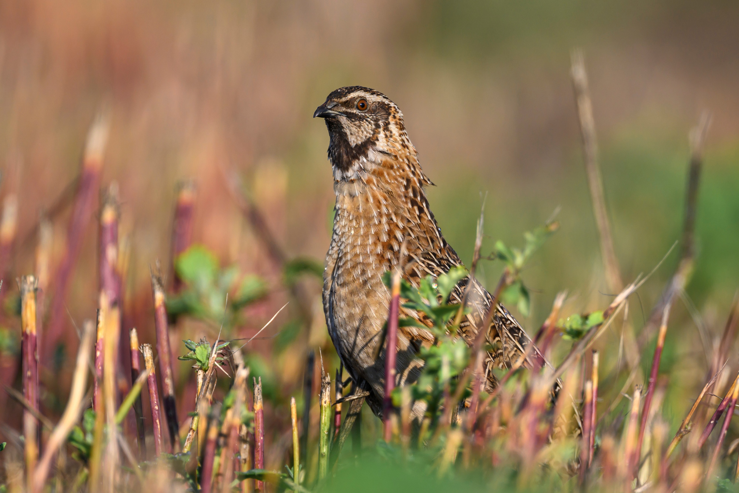 Перепела XII, роса. Фотограф Сергей Пупонин