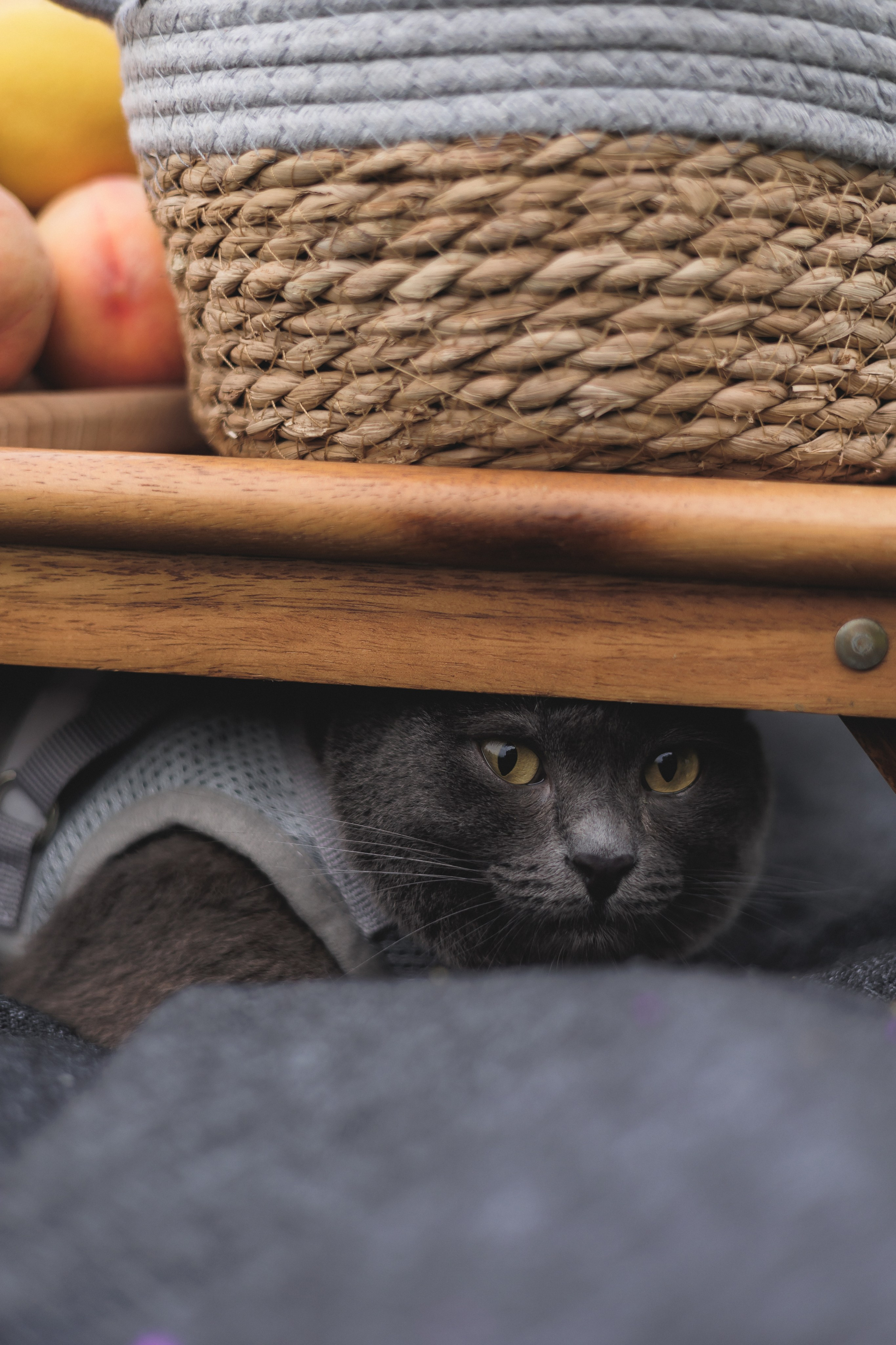 Очень кошачья Лавстори. Фотограф в Волгограде — Александра Искандерова