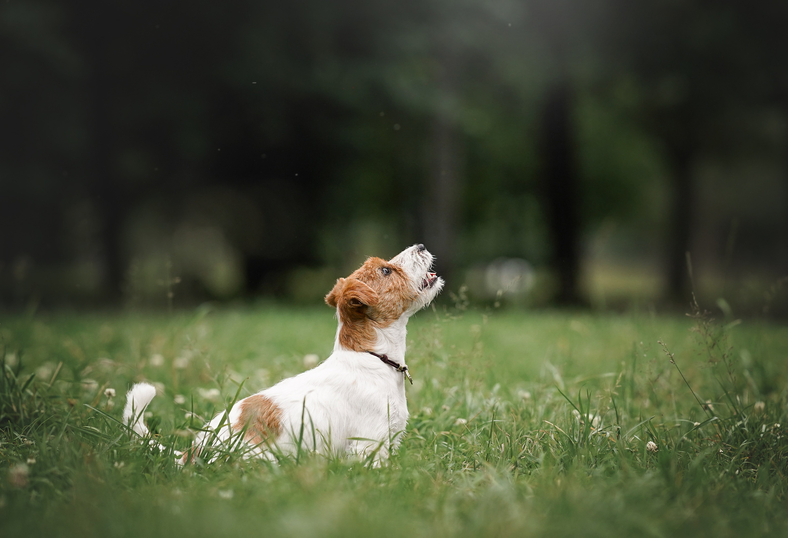 Люба и Тося. Фотограф-анималист в Санкт-Петербурге Яна Мартынова