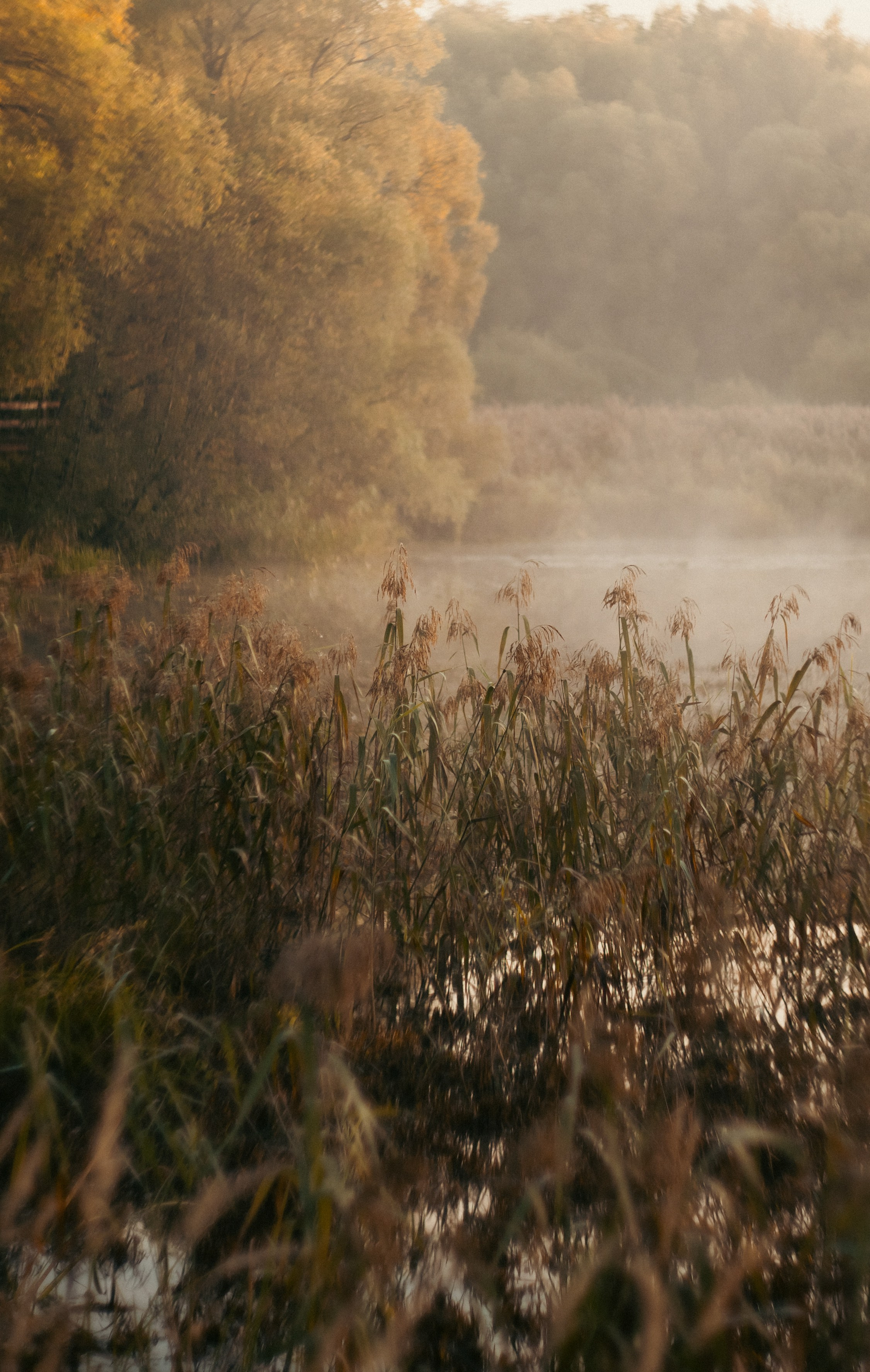 Анастасия и Бенц. Фотограф анималист в Москве и Санкт-Петербурге Свиридова Анна