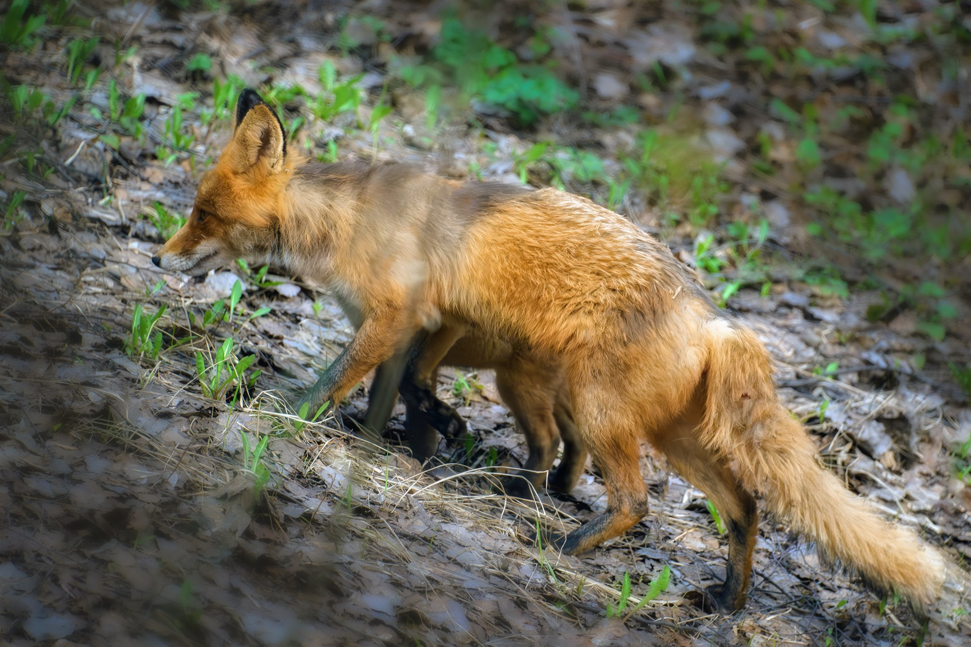 Животные. Ваш личный фотограф Марина Волкова