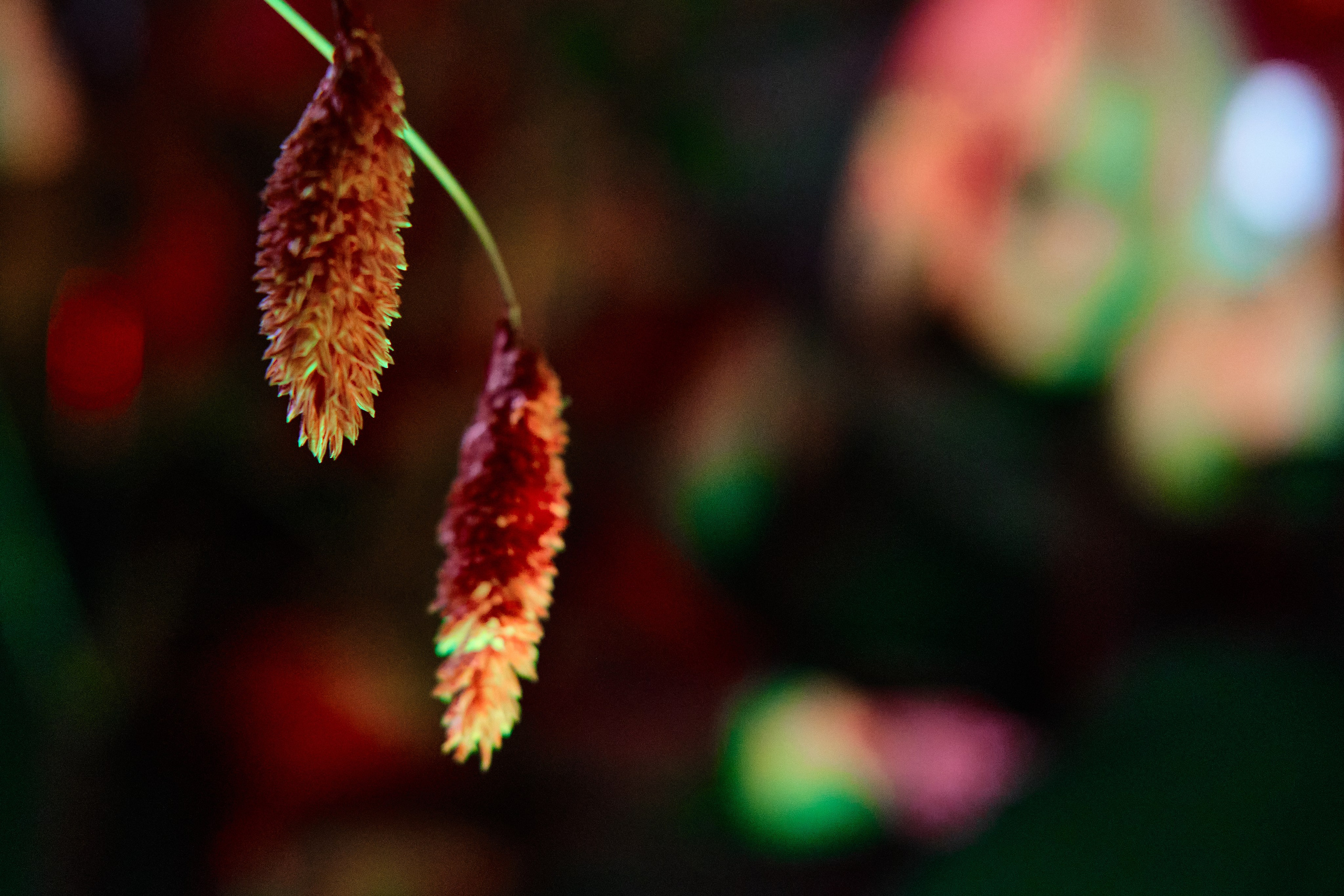 Ева. Портретный и репортажный фотограф в Москве Алёна Никогосян