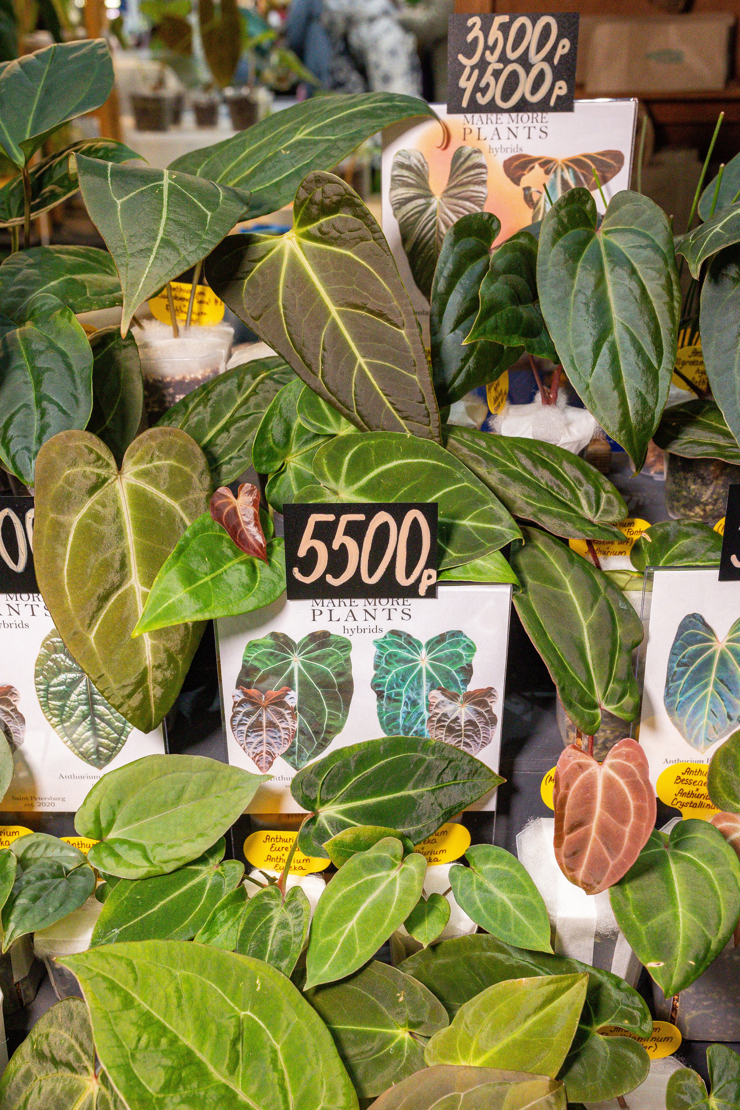 Монстериум апрель 2025. Александра Куликова фотограф, Москва