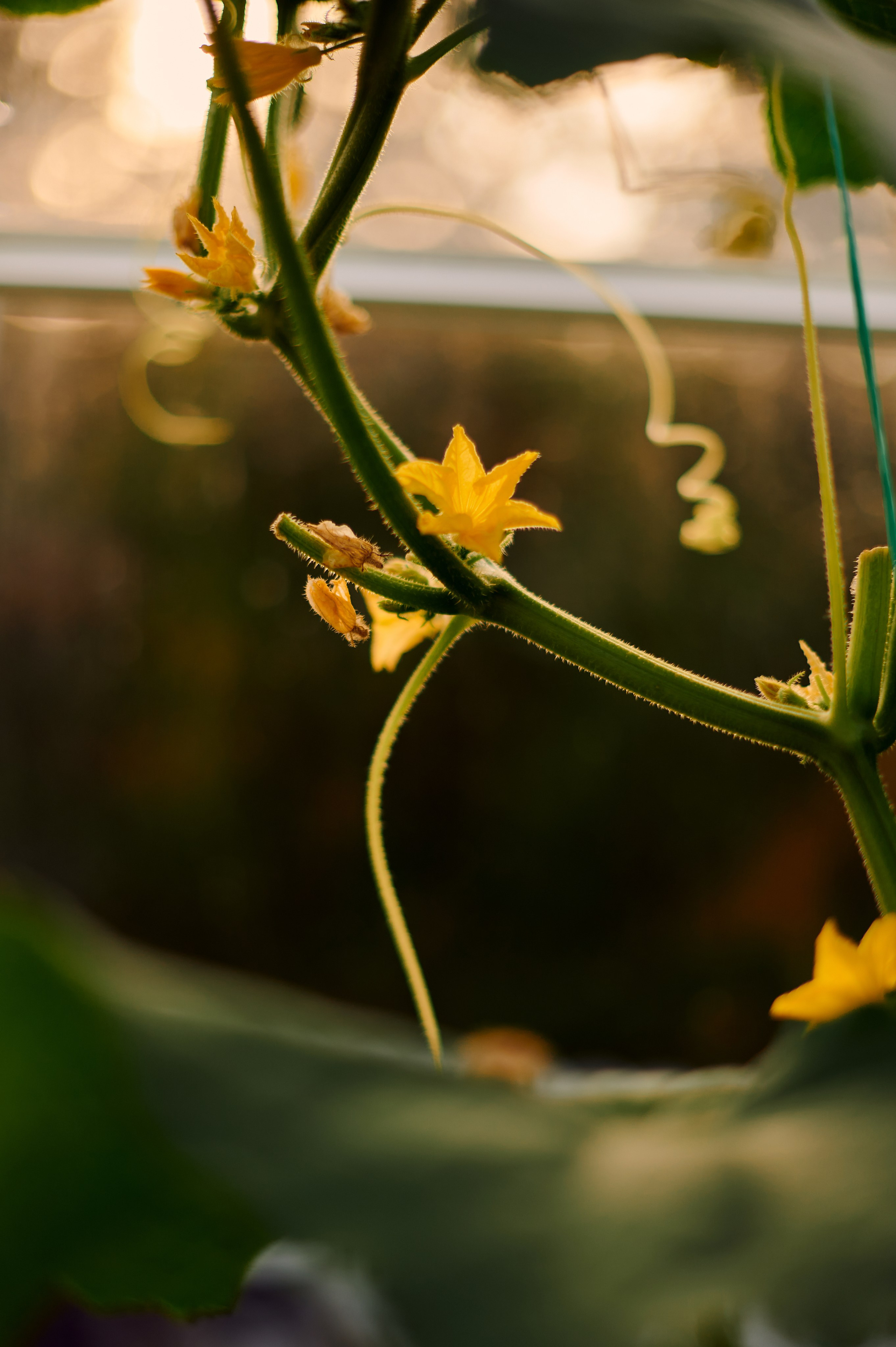 ОГУРЦЫ, ТЕПЛИЦА, САД :). Свадебный и семейный фотограф РИТА БОЧКАРЁВА