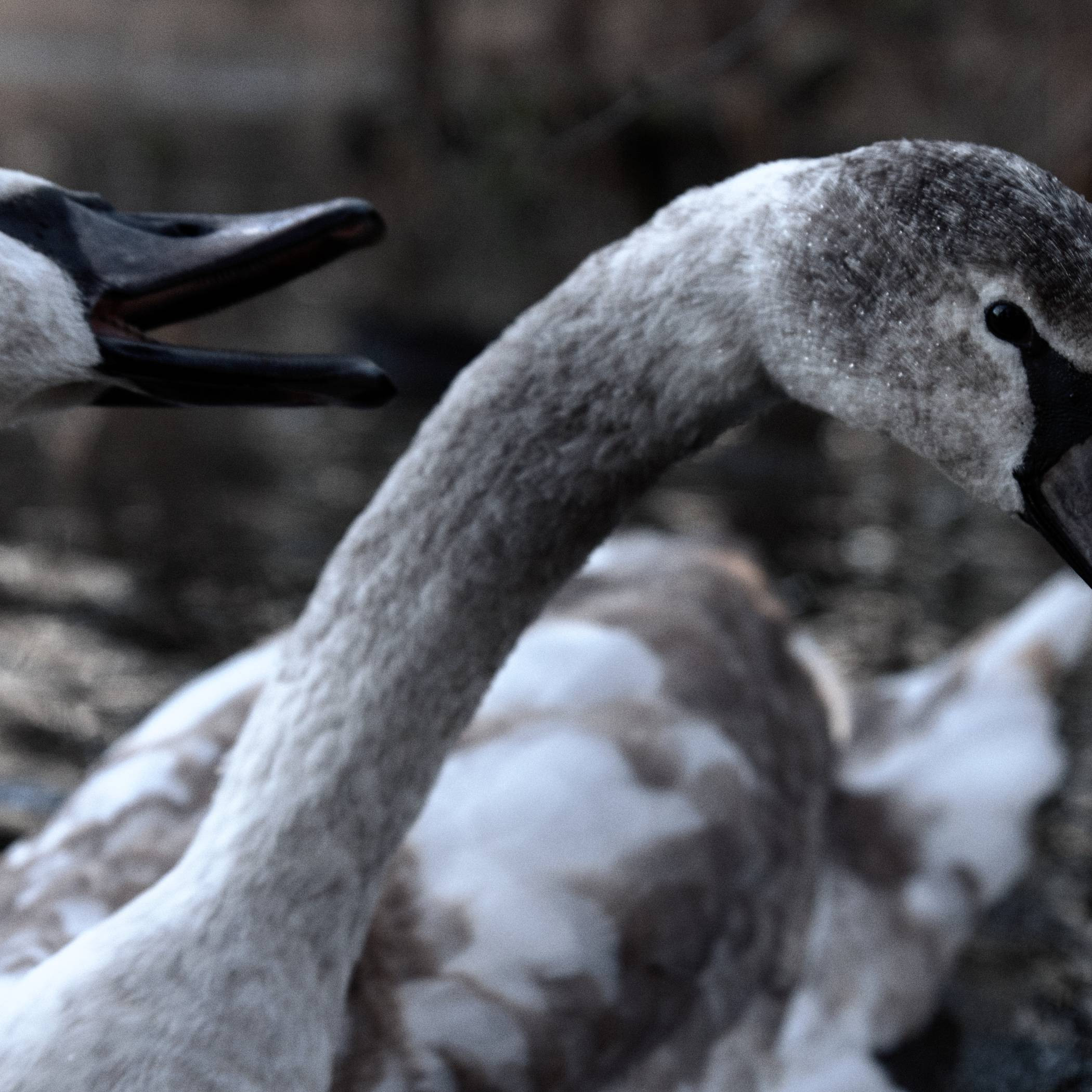 Окружение. Денис Паунин — Фотографии