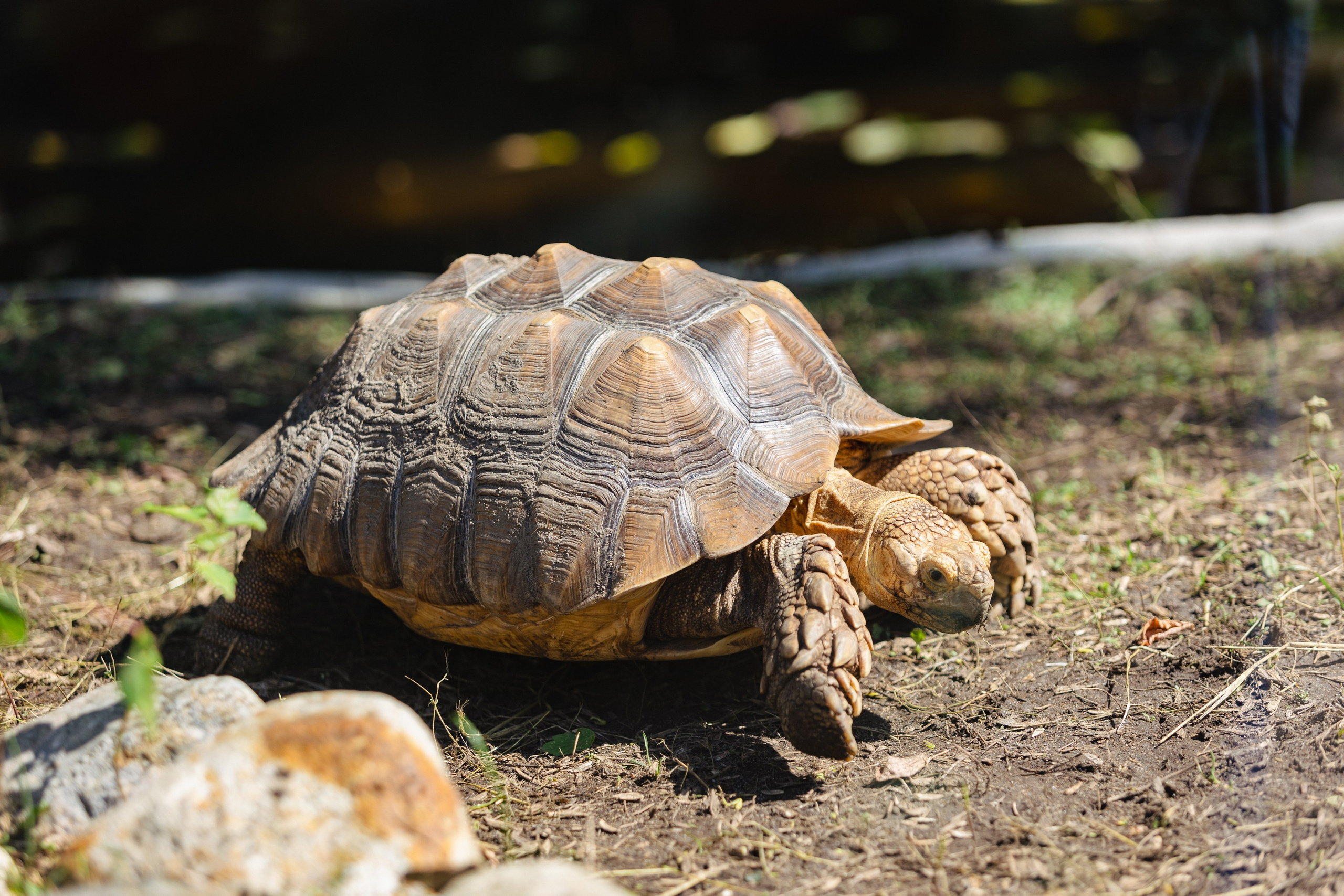 Московский зоопарк. Photographer Sonkina Tatiana (Tanya Ash)