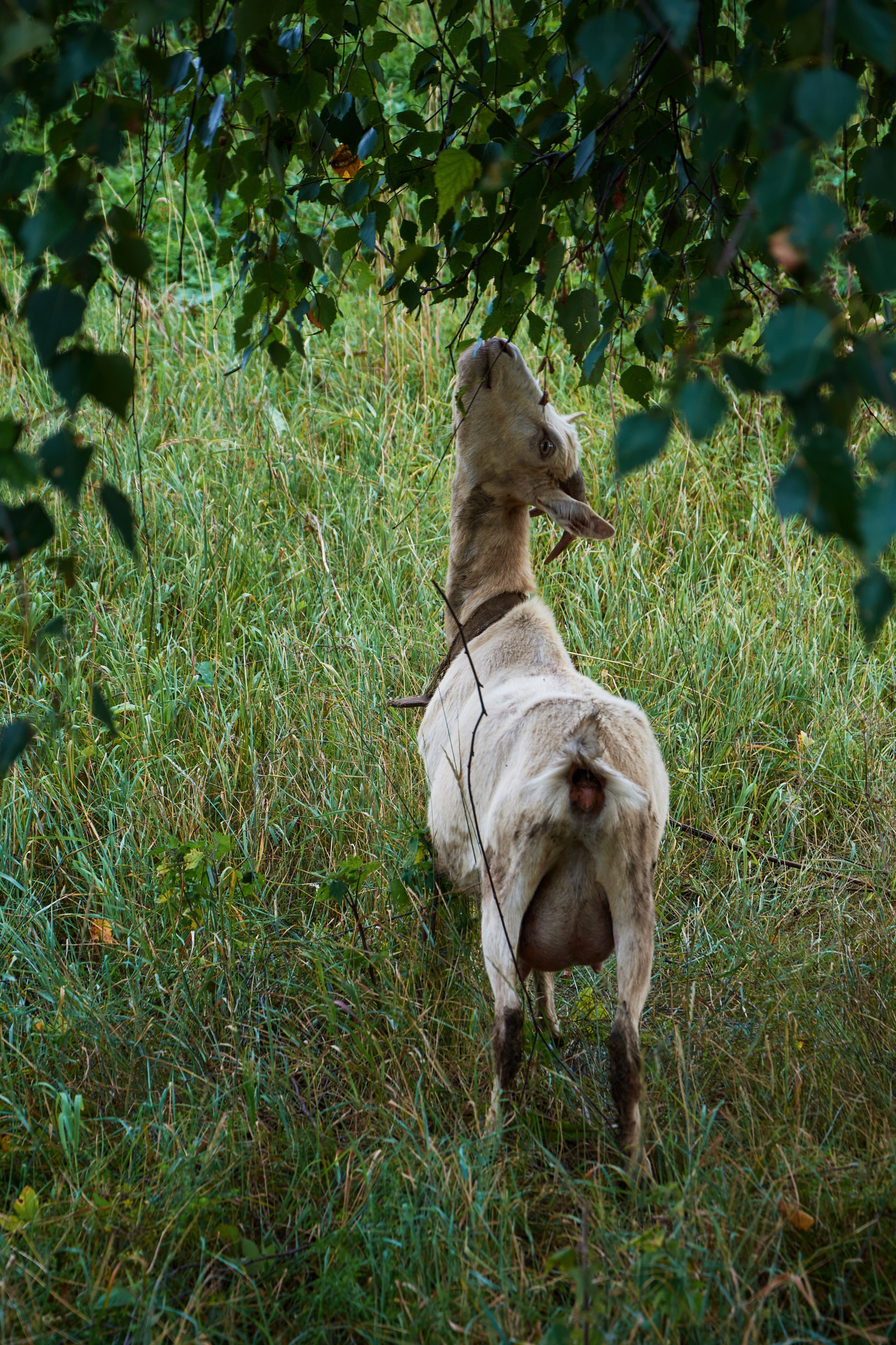 Нерехта — музей под открытым небом. Ольга Чёкотова (Фотограф Кострома)