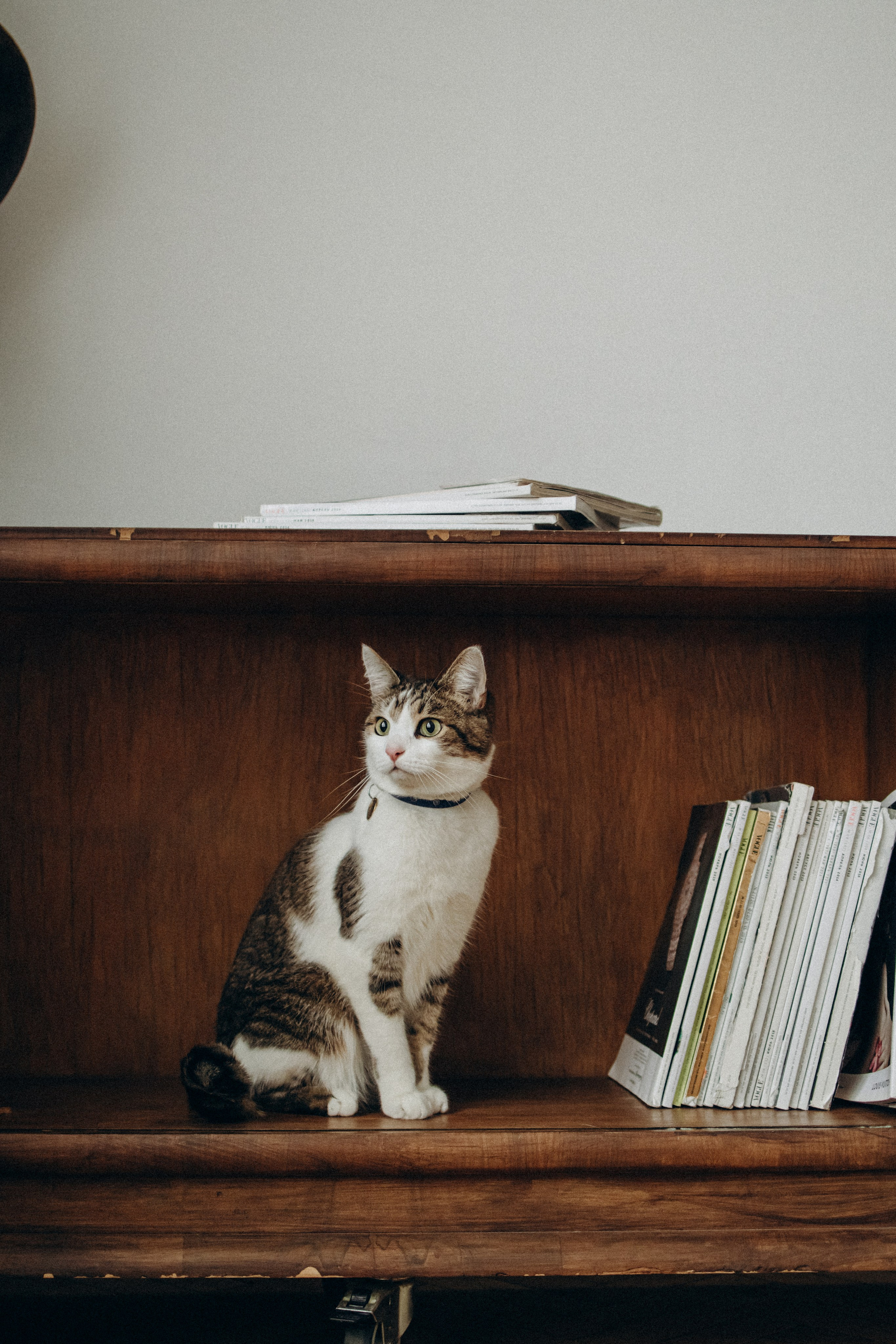 Ксюша и Яша. Фотораф — анималист Мария Шистка