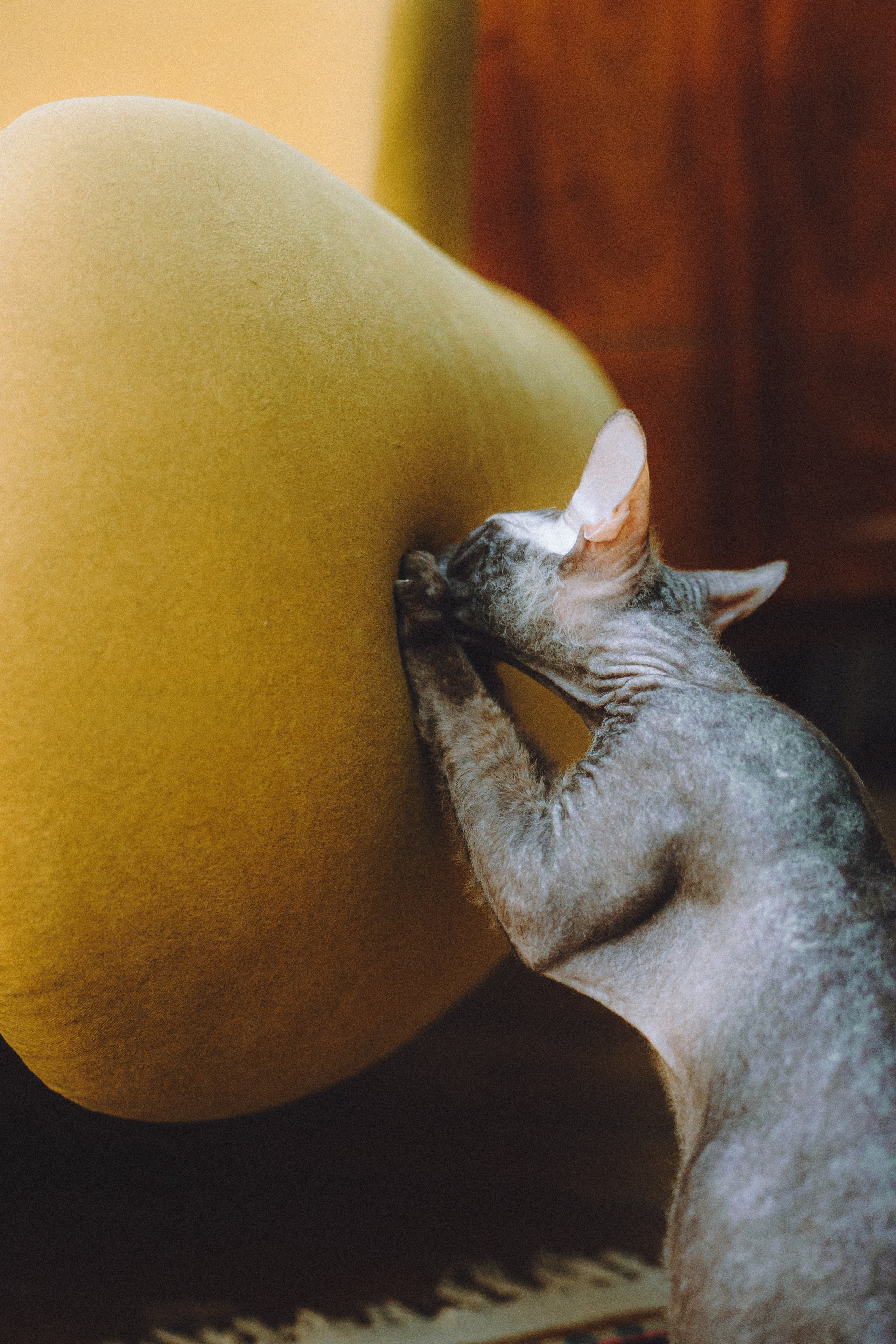 Кокос, Света, Динара и Вилли