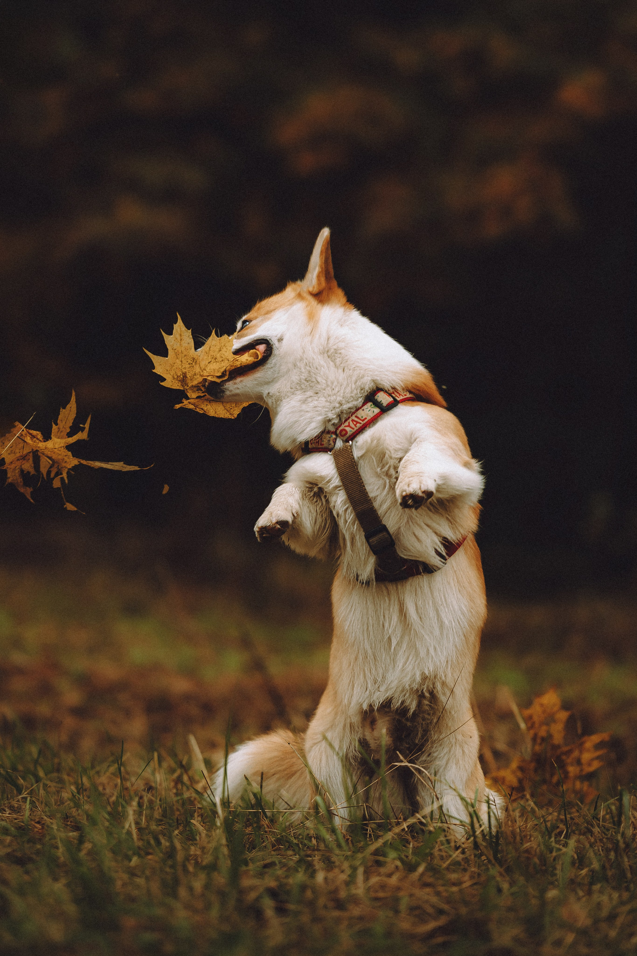 Вирджик и его семья