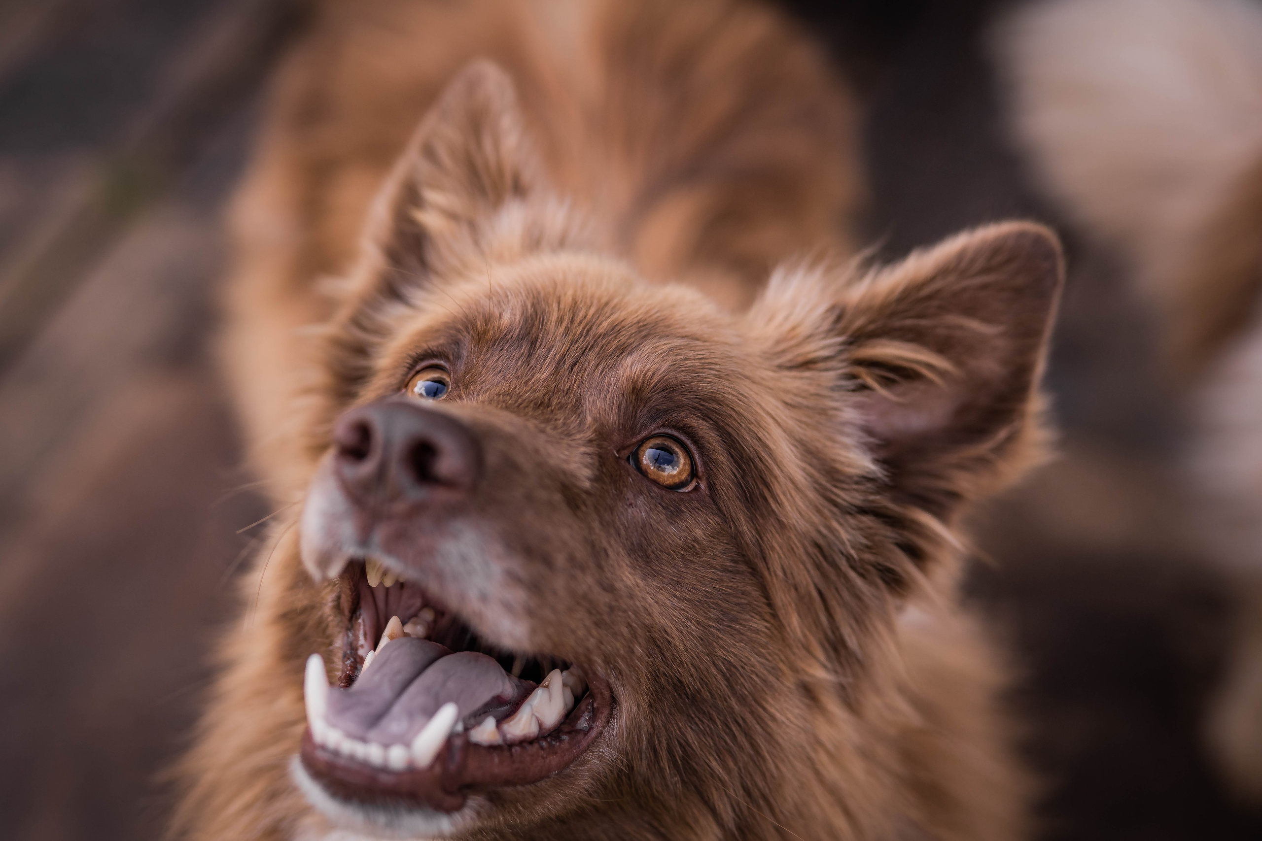 Фритсвит. Семейный фотограф Ефремова Виктория