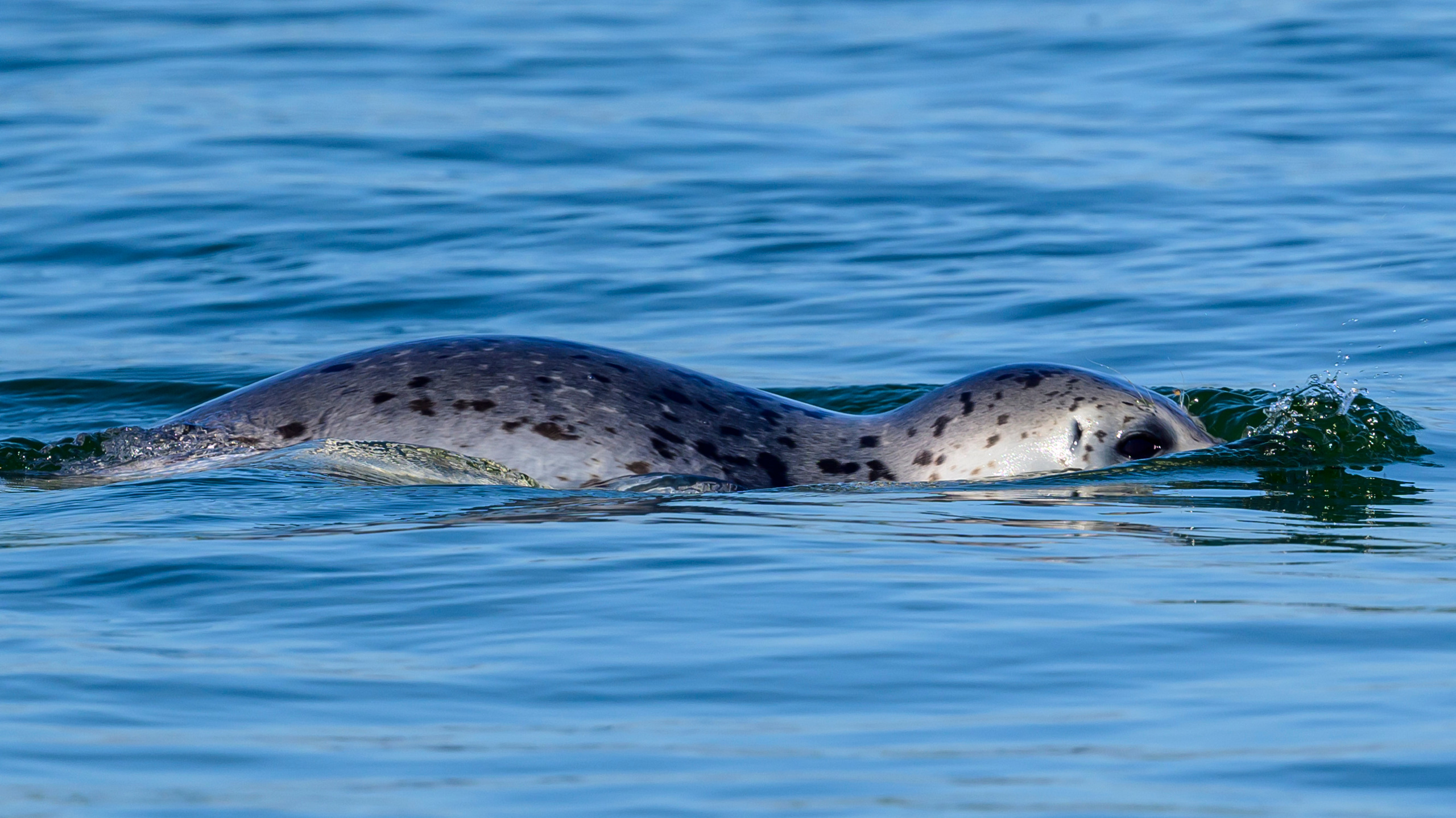 Камчатка, Россия. Фотограф Сергей Пупонин