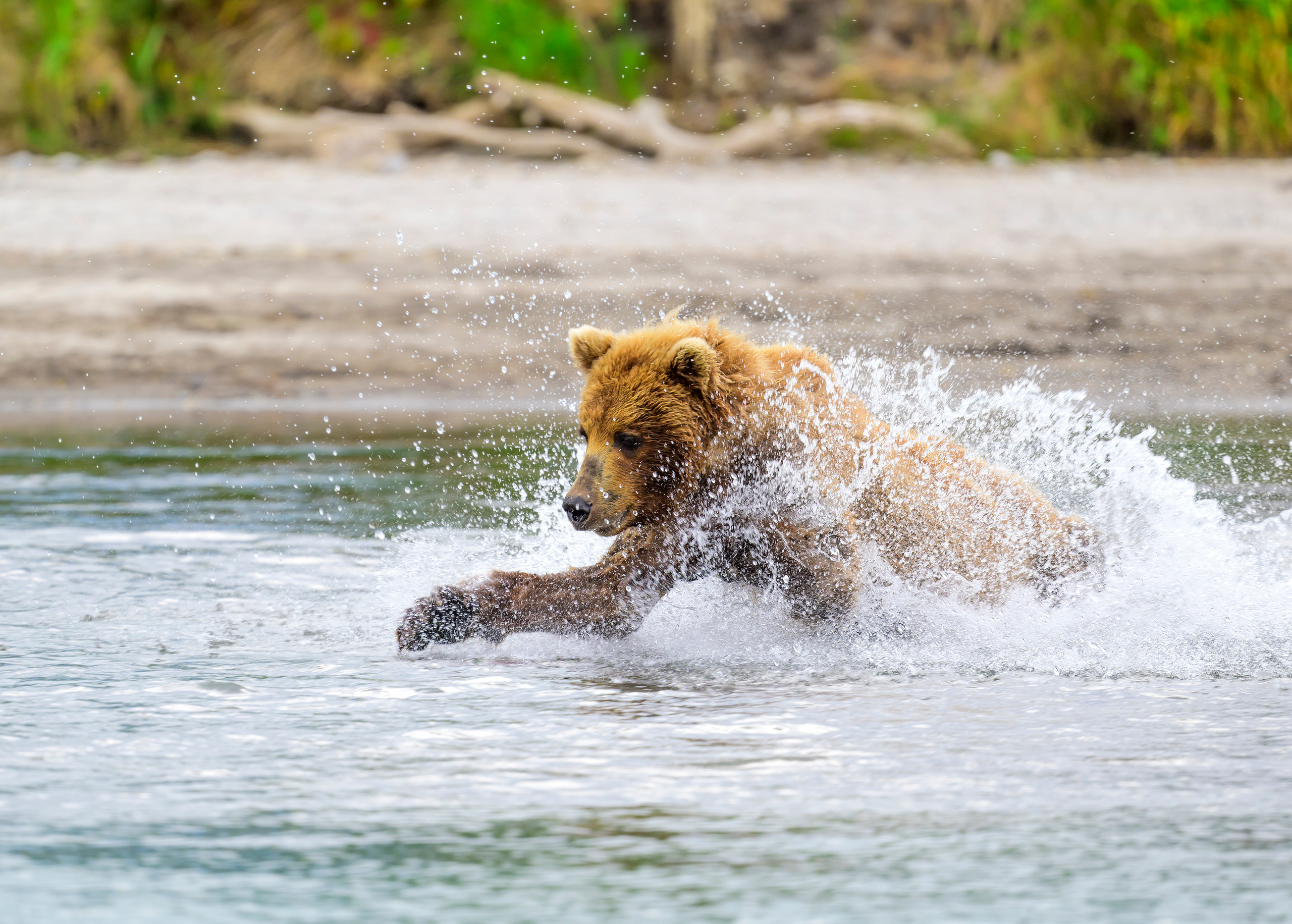 Камчатка, Россия. Фотограф Сергей Пупонин