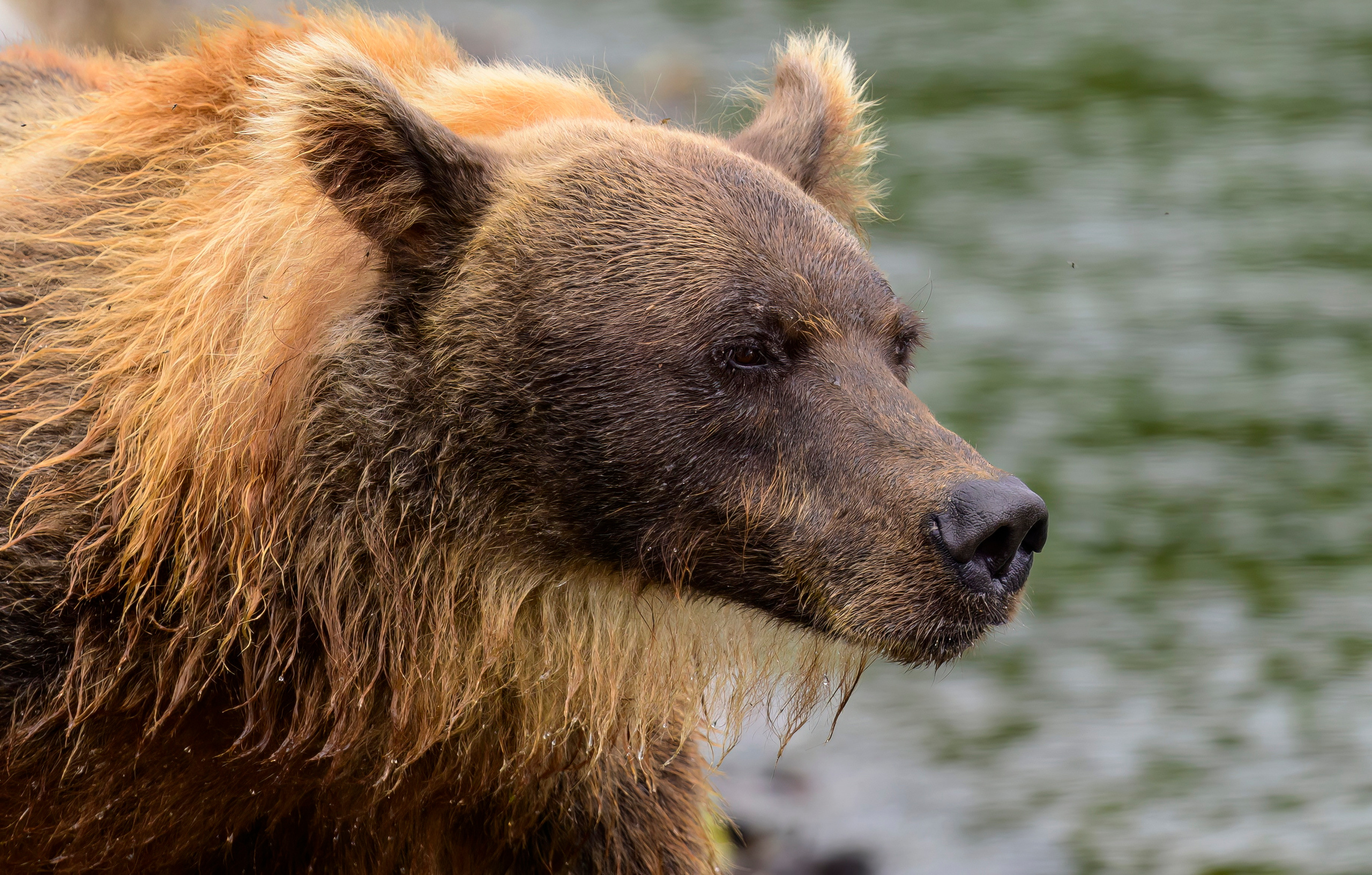 Камчатка, Россия. Фотограф Сергей Пупонин