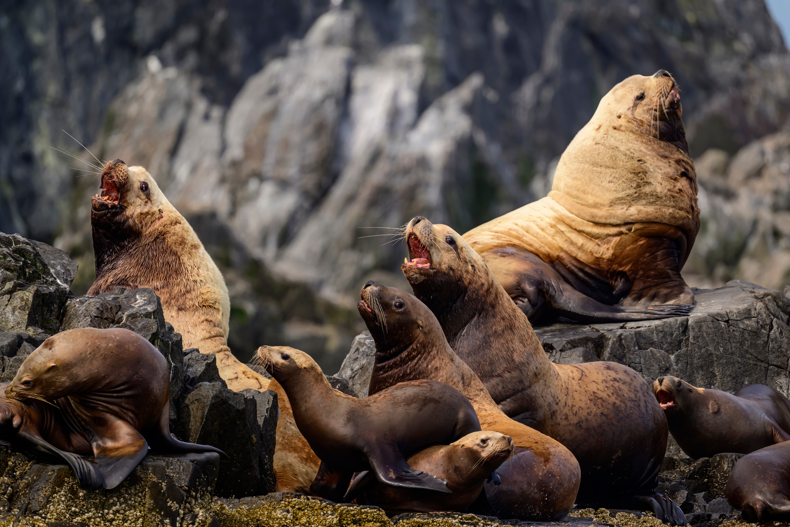 Камчатка, Россия. Фотограф Сергей Пупонин