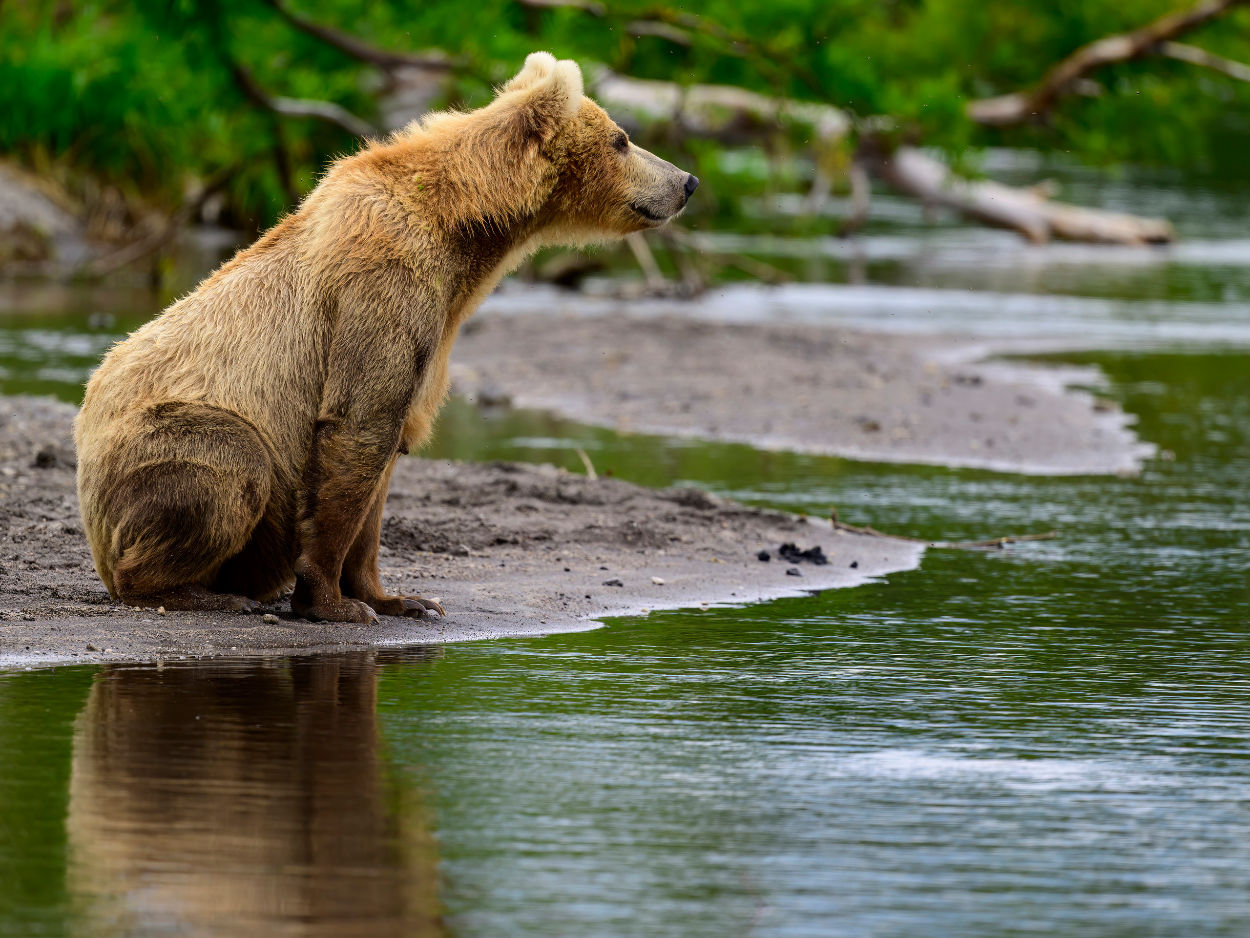 Камчатка, Россия. Фотограф Сергей Пупонин
