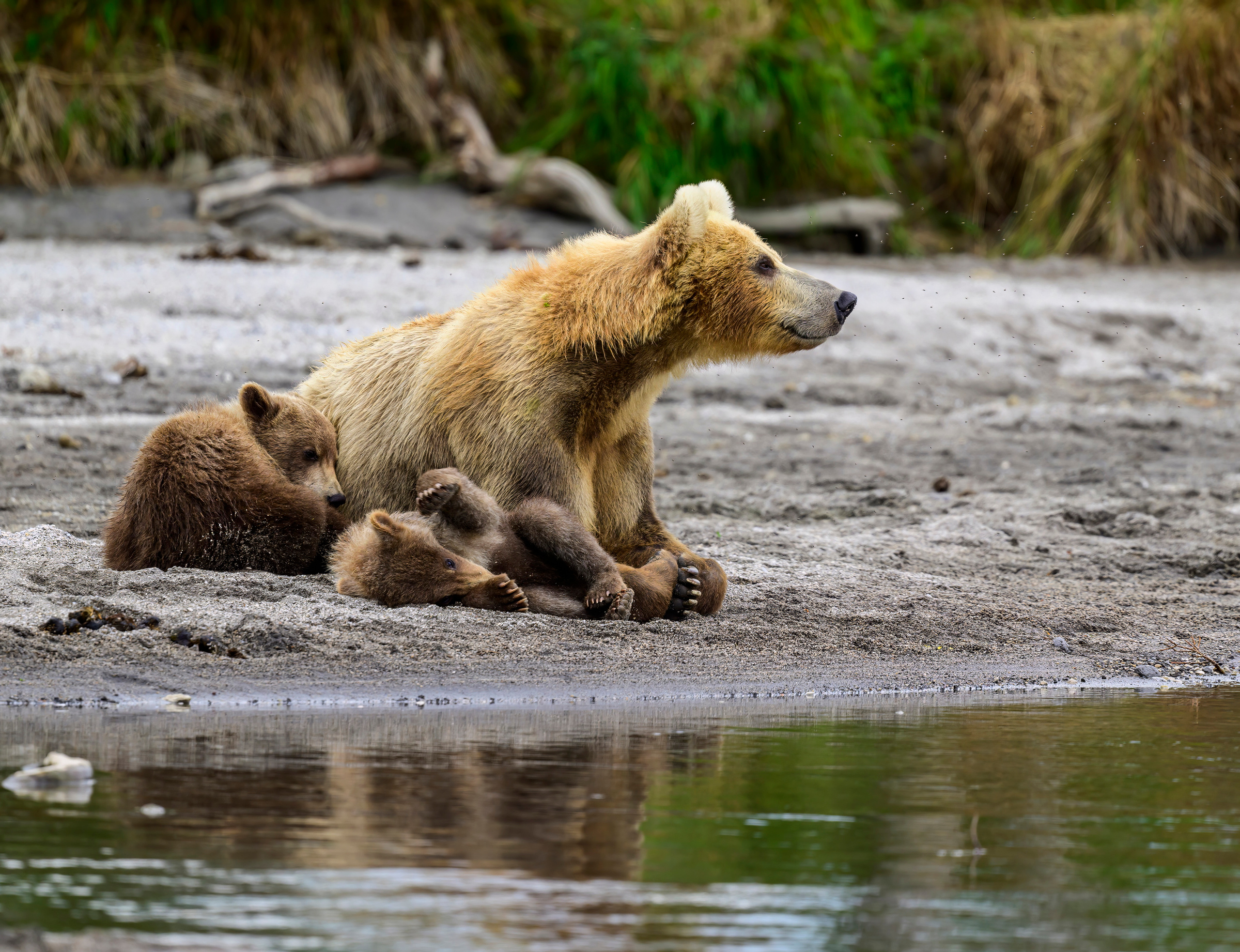 Камчатка, Россия. Фотограф Сергей Пупонин