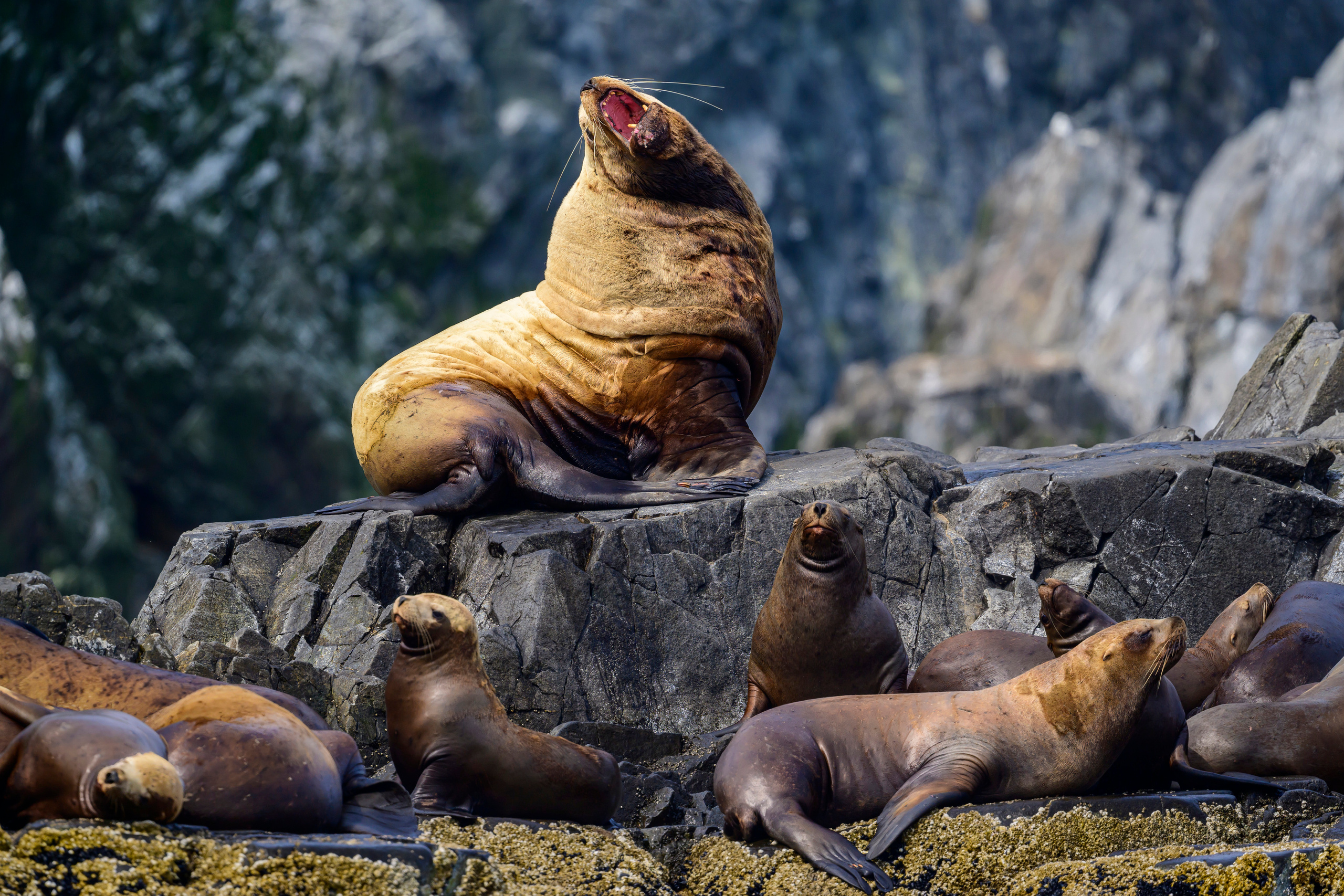 Камчатка, Россия. Фотограф Сергей Пупонин