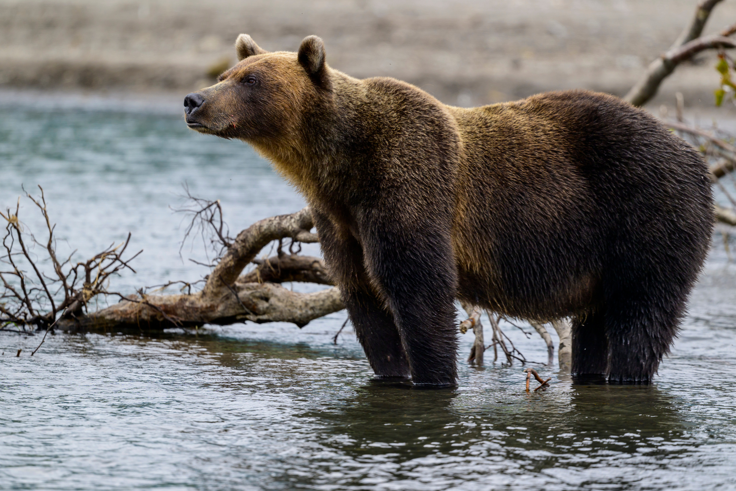 Камчатка, Россия. Фотограф Сергей Пупонин