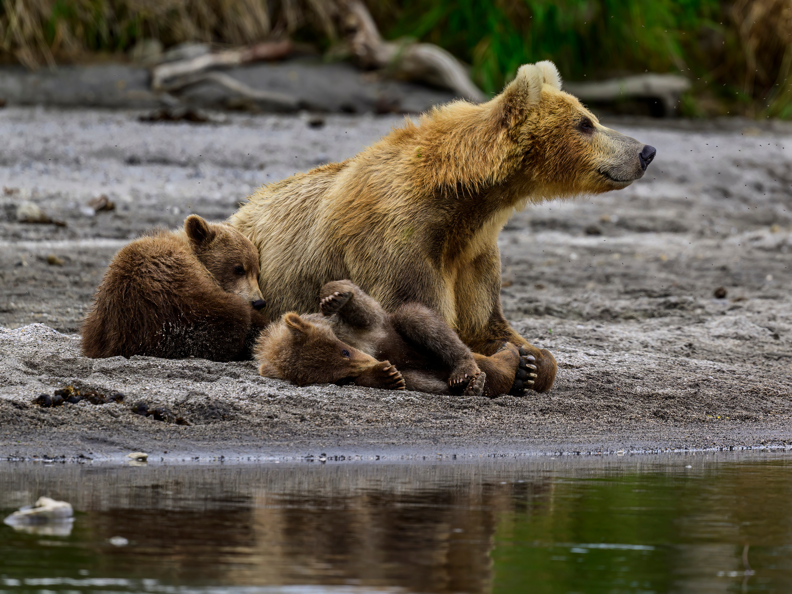 Камчатка, Россия. Фотограф Сергей Пупонин