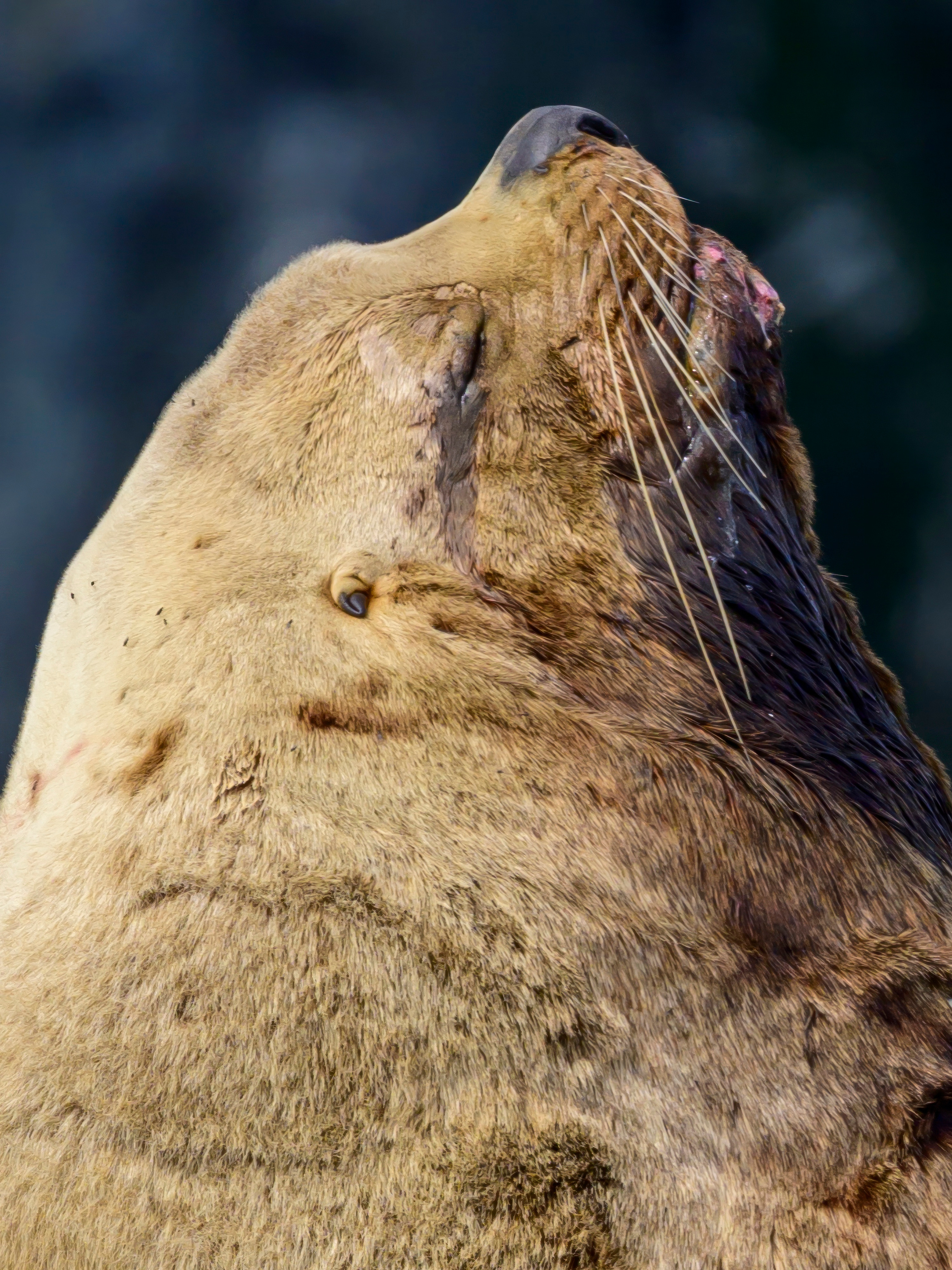 Камчатка, Россия. Фотограф Сергей Пупонин