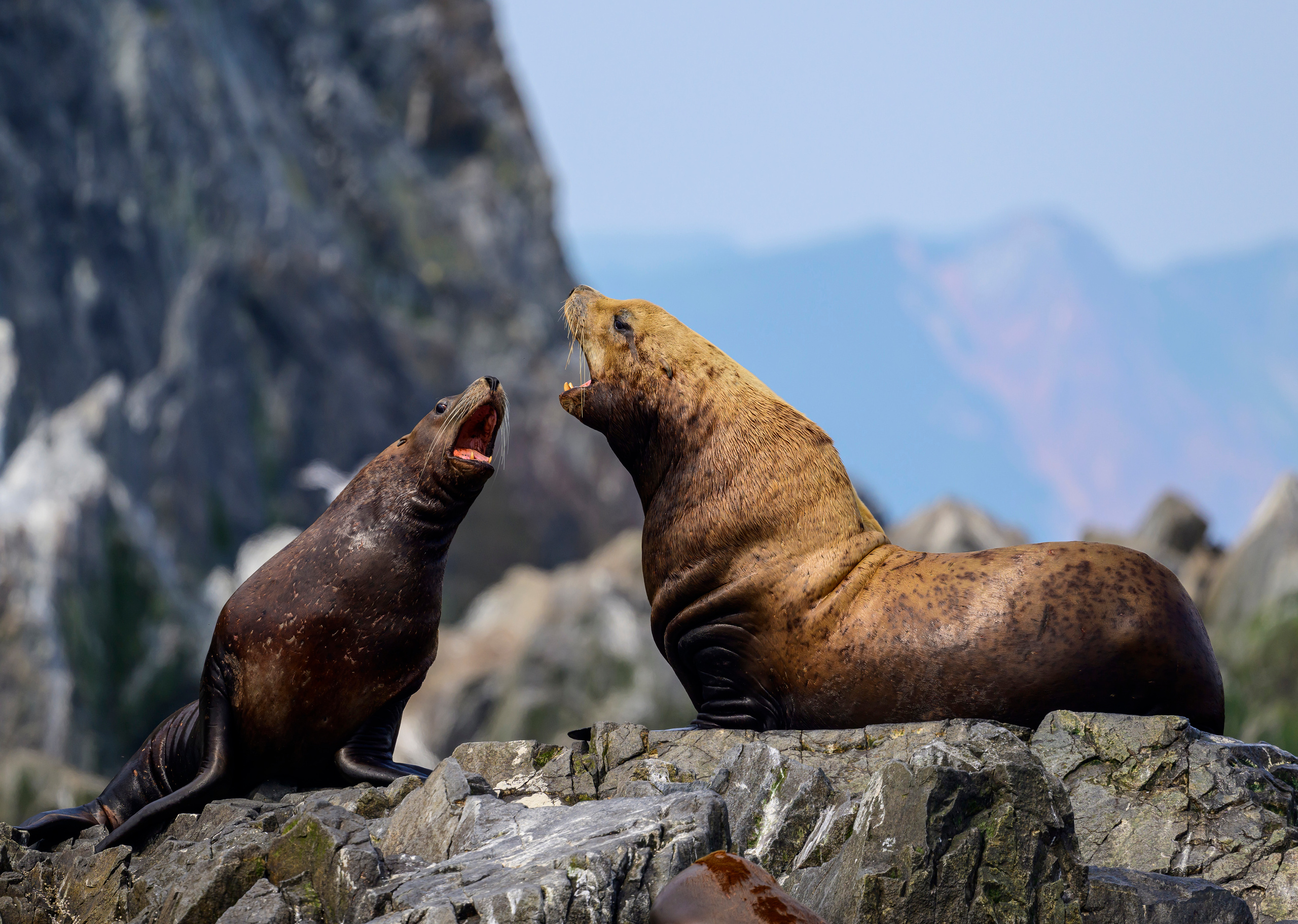 Камчатка, Россия. Фотограф Сергей Пупонин