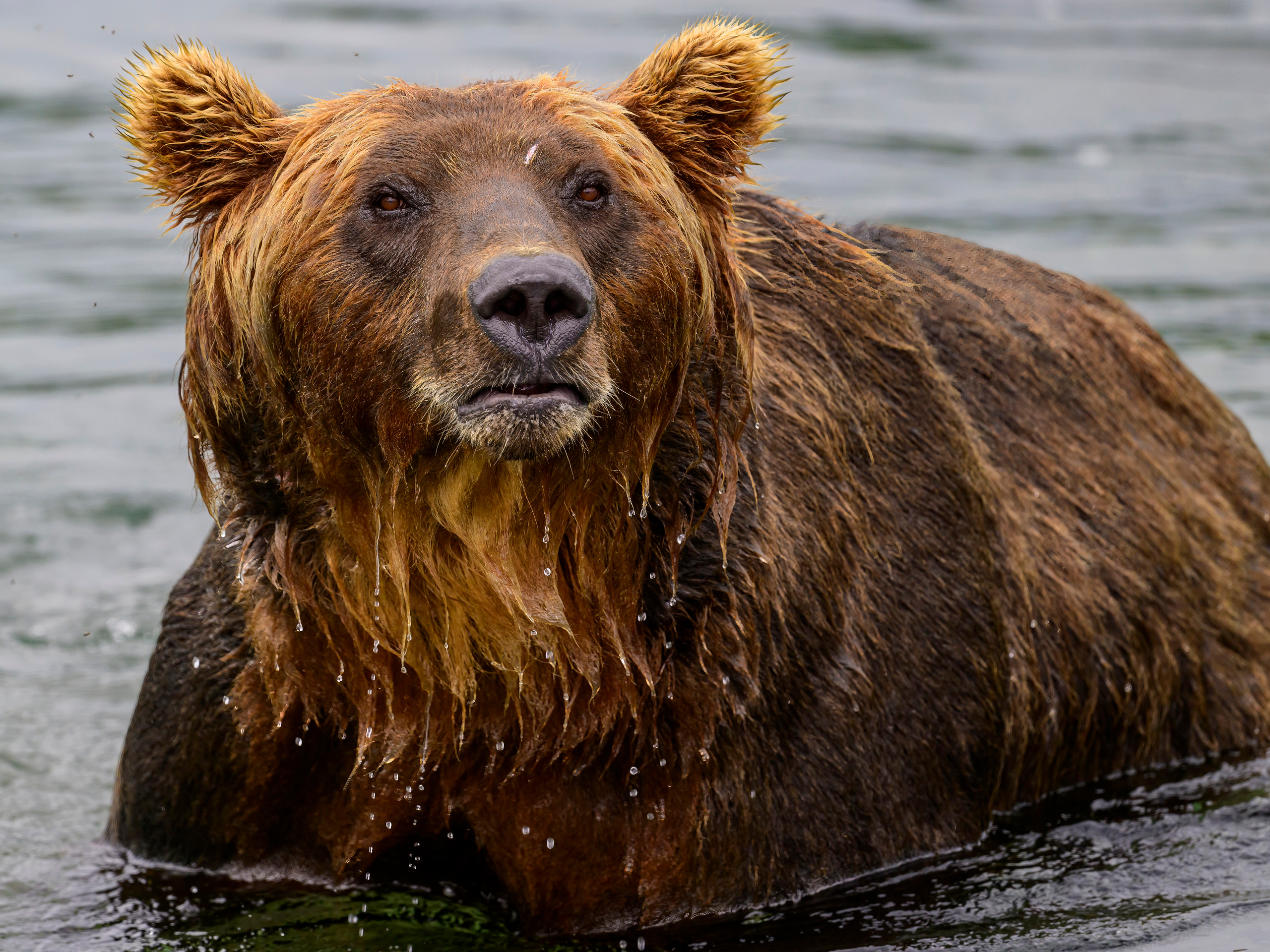 Камчатка, Россия. Фотограф Сергей Пупонин