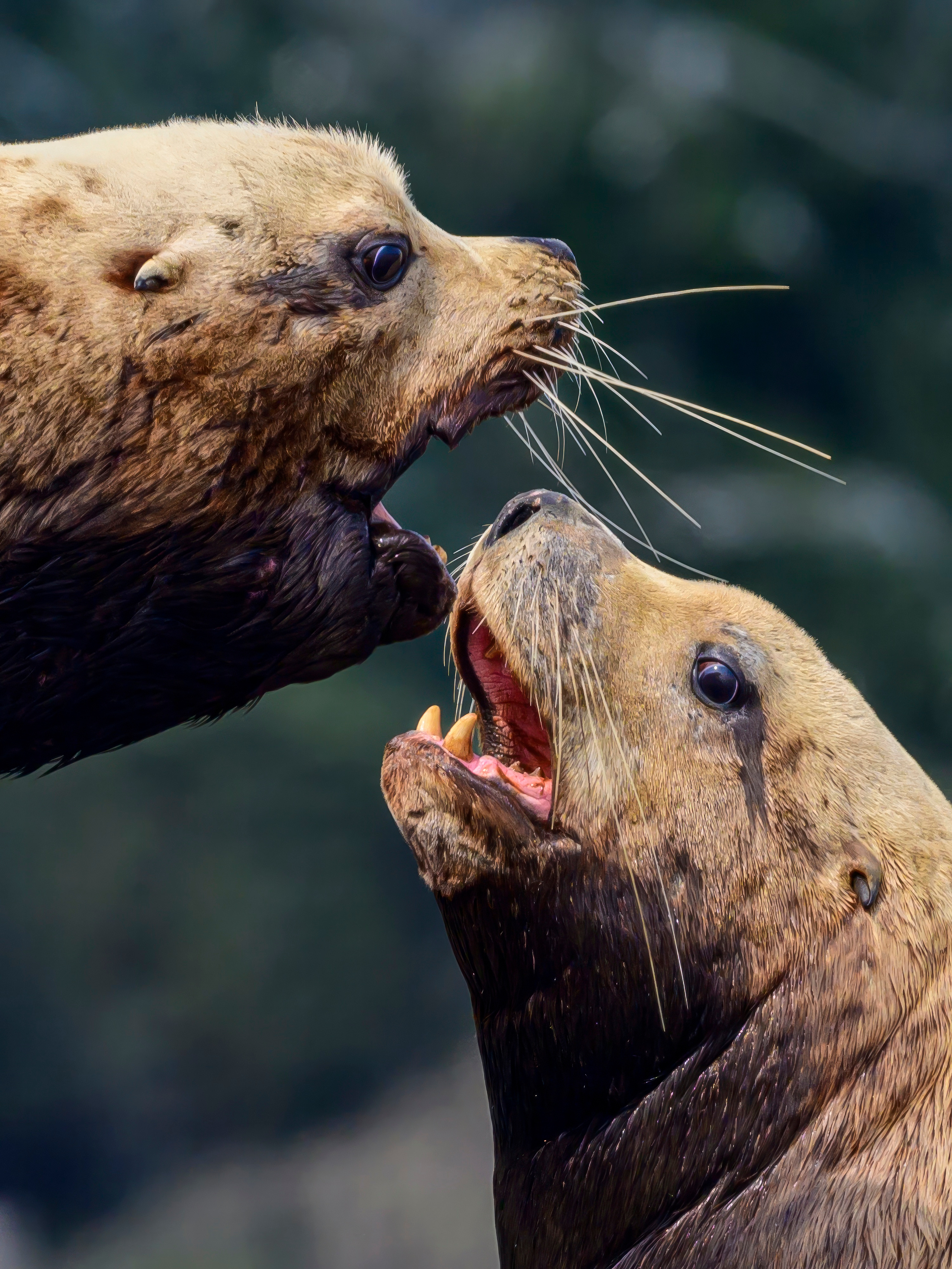 Камчатка, Россия. Фотограф Сергей Пупонин