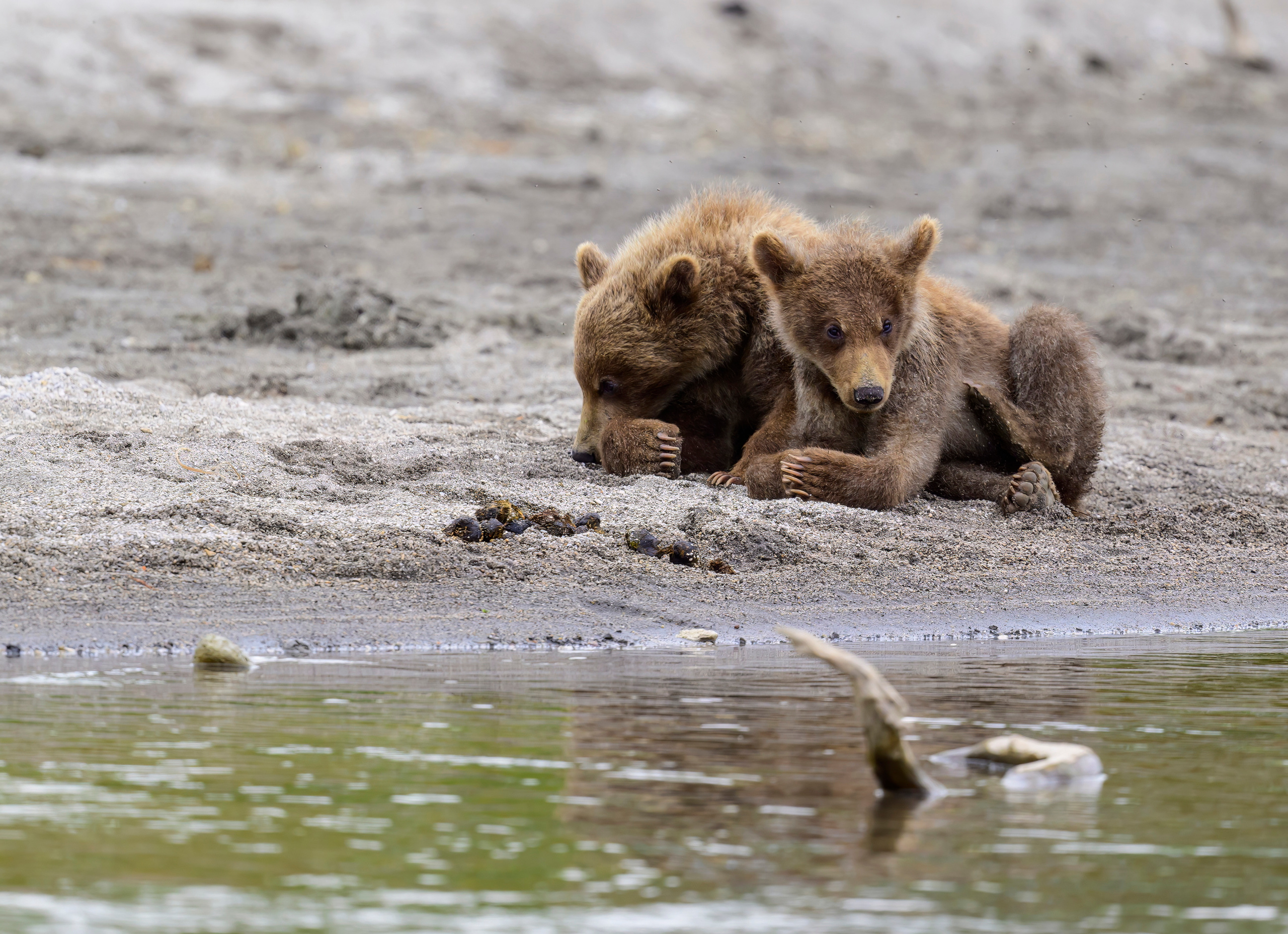 Камчатка, Россия. Фотограф Сергей Пупонин